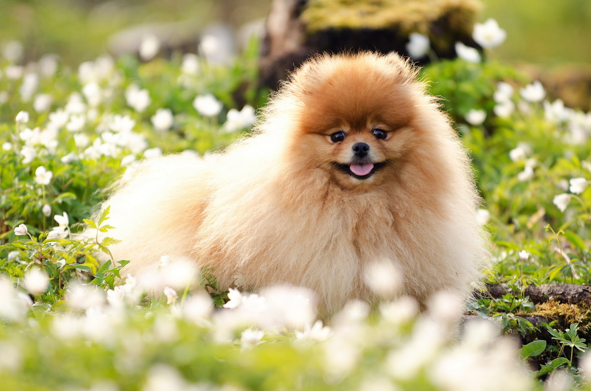 tan, animal, day, young Animal, domestic Animals, grooming, mammal, nature, plant, fur, spitz-Type Dog, dog, face, fun, 1080P, grass, looking at camera, HD Wallpaper