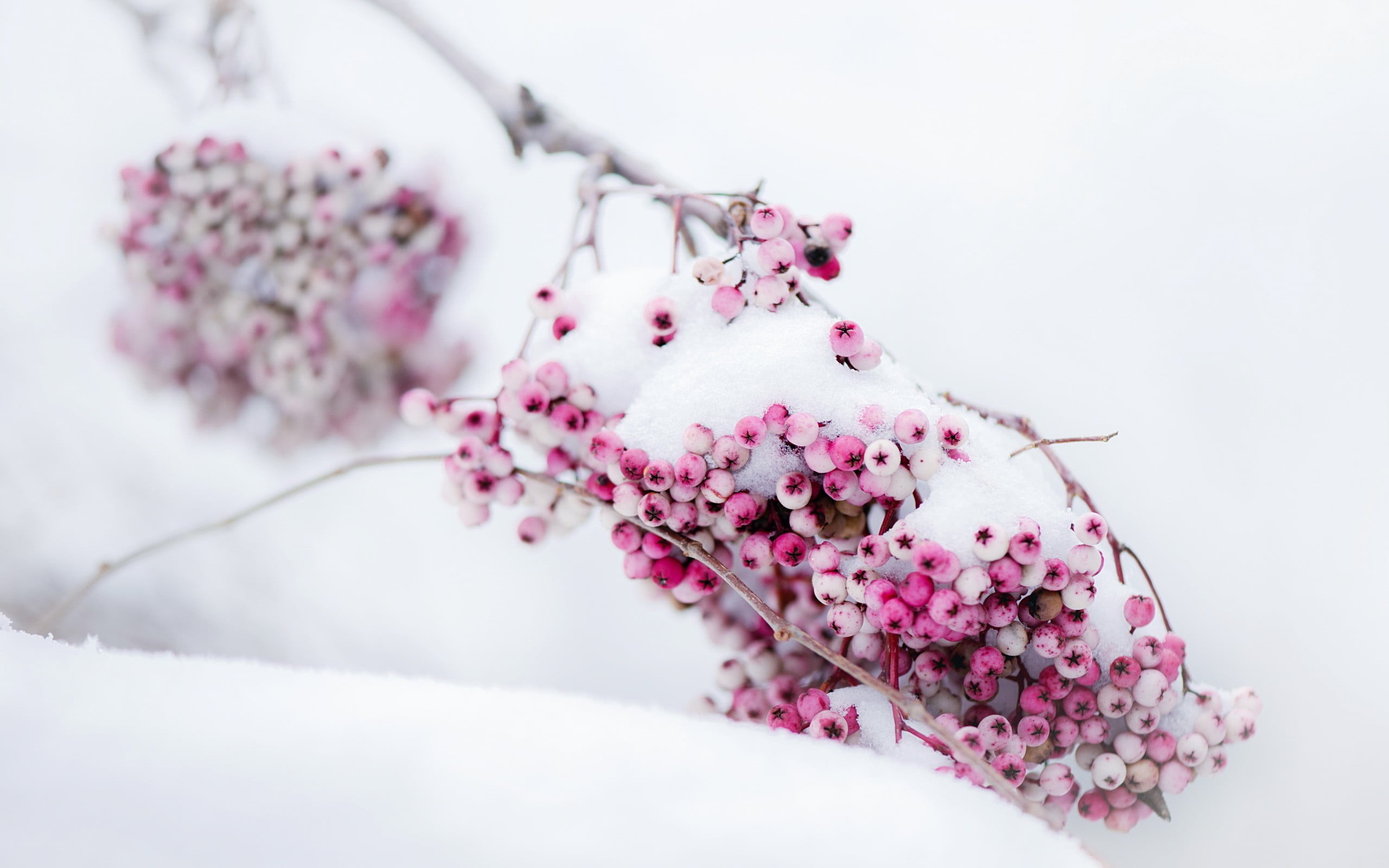 flower head, freshness, fragility, flower arrangement, outdoors, beauty in nature, plant, petal, vulnerability, pink, flowering plant, plants, bunch of flowers, HD Wallpaper