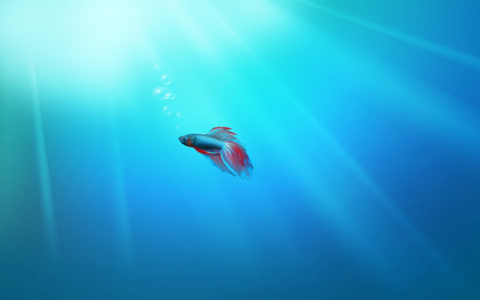 marine, animals in the wild, animal themes, outdoors, undersea, water, vertebrate, sea, one animal, bubbles, fish, swimming, nature, animal wildlife, no people, HD Wallpaper
