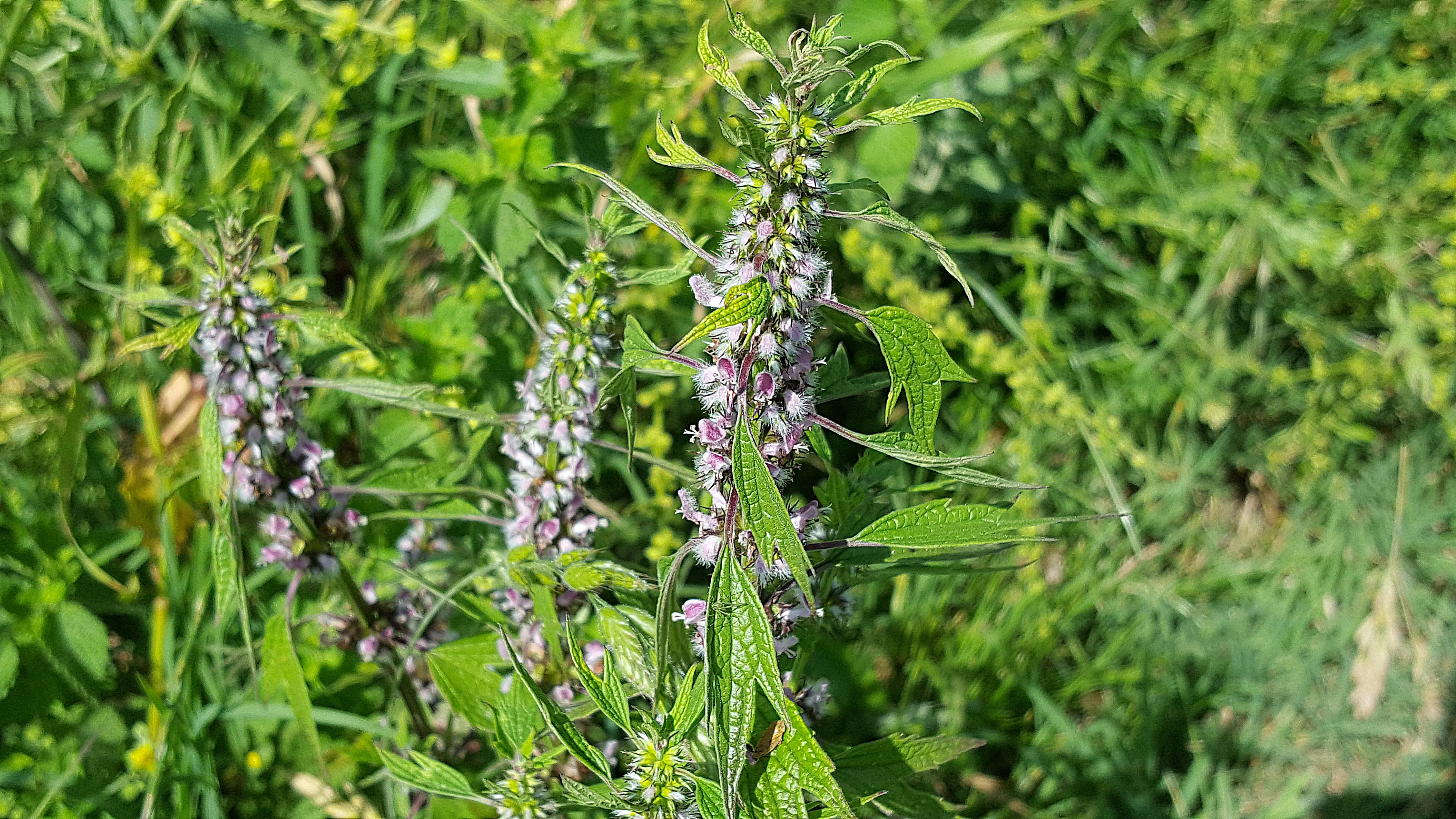 regulate menstruation, no people, uterine tonic, healt, prevention of uterine infection, fragility, animals in the wild, lions tail, land, throw-wort, medicinal plant, HD Wallpaper