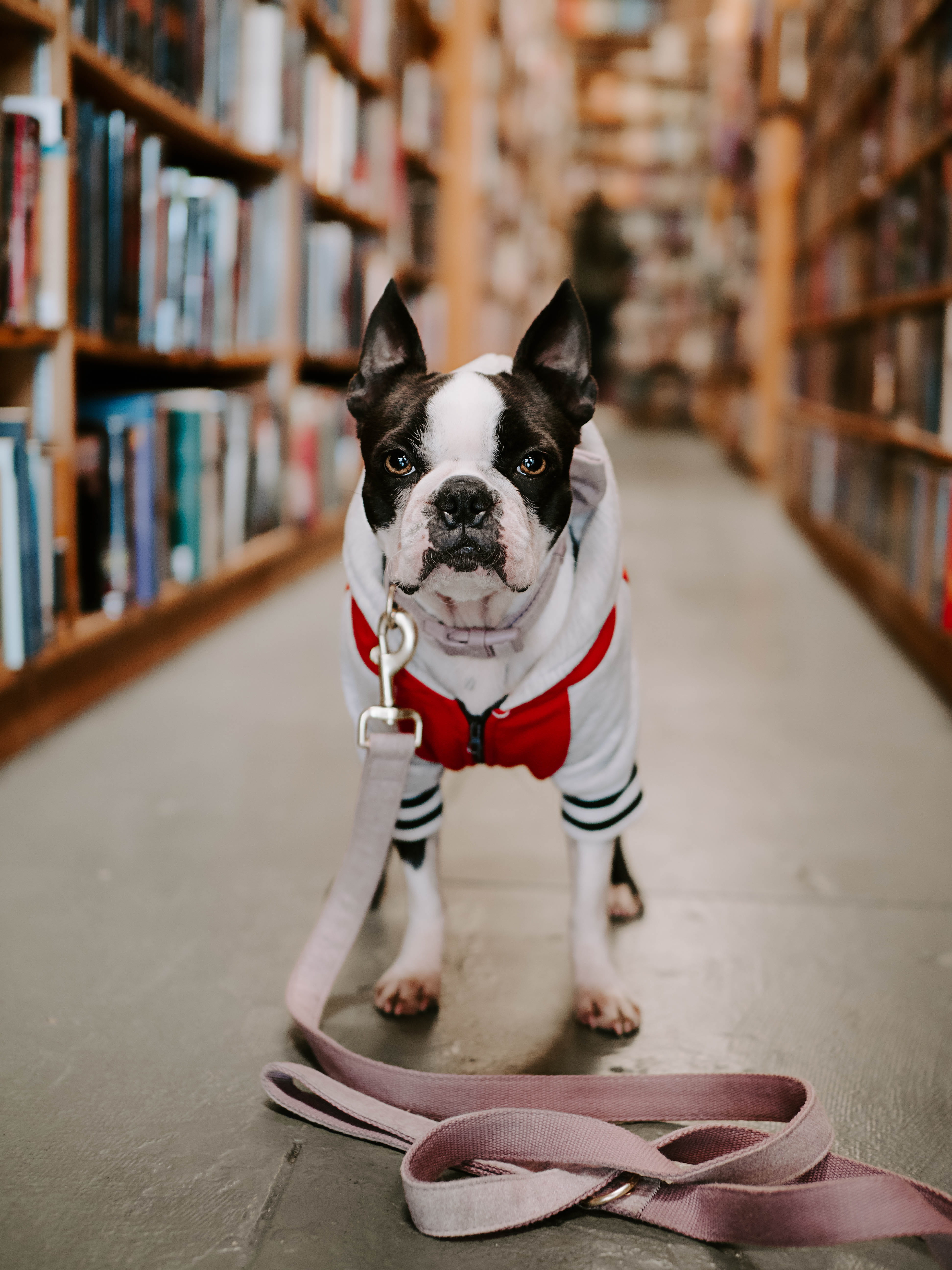 shelf, white, boston, vertebrate, one animal, domestic animals, no people, canine, looking at camera, portrait, focus on foreground, 5K, library, pet collar, Phone HD Wallpaper