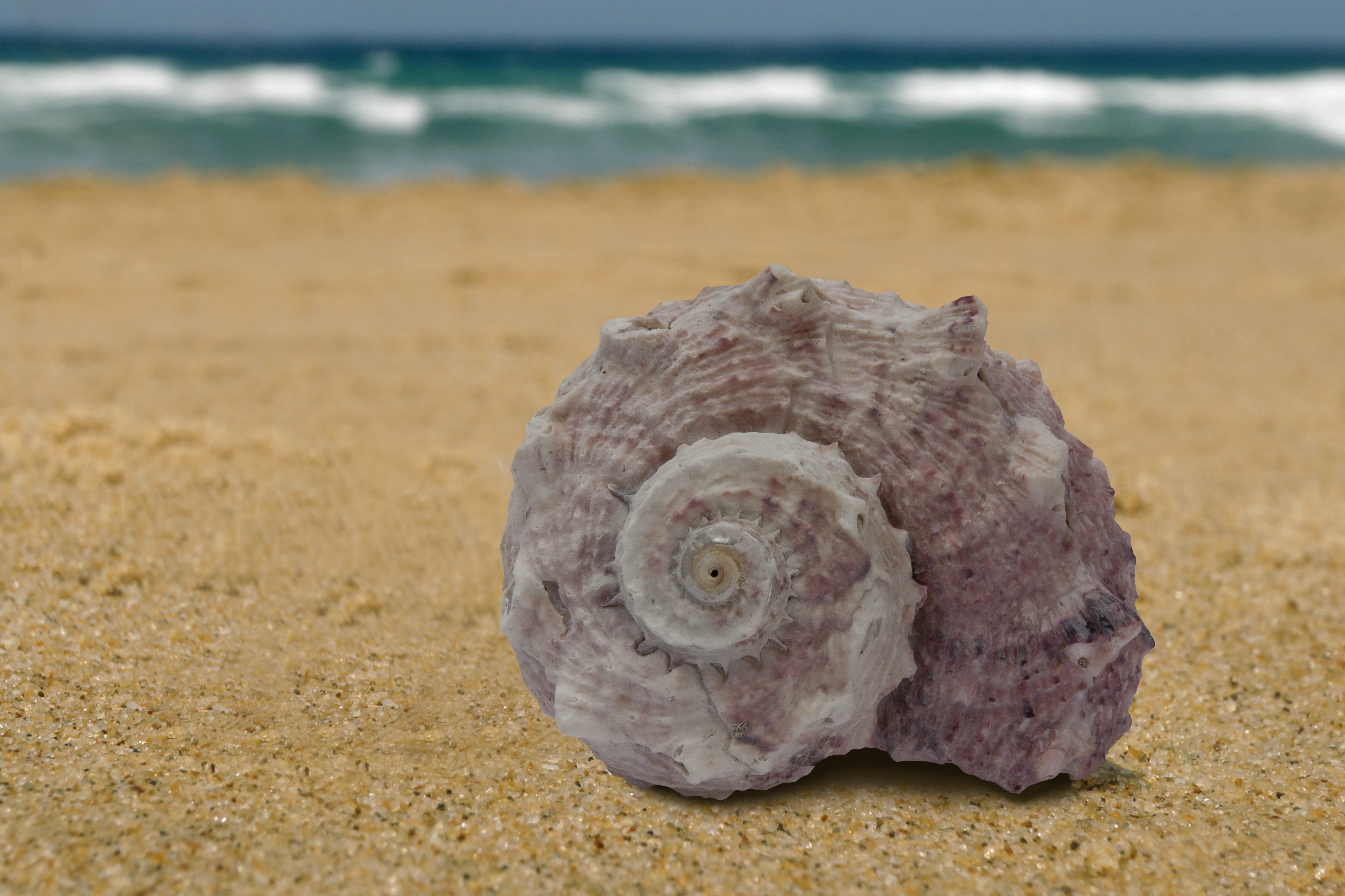 focus on foreground, housing, sand, tranquility, animal shell, shell, symmetry, Memory, single object, sea, Sea Snail, mother of pearl colors, mother of pearl, HD Wallpaper