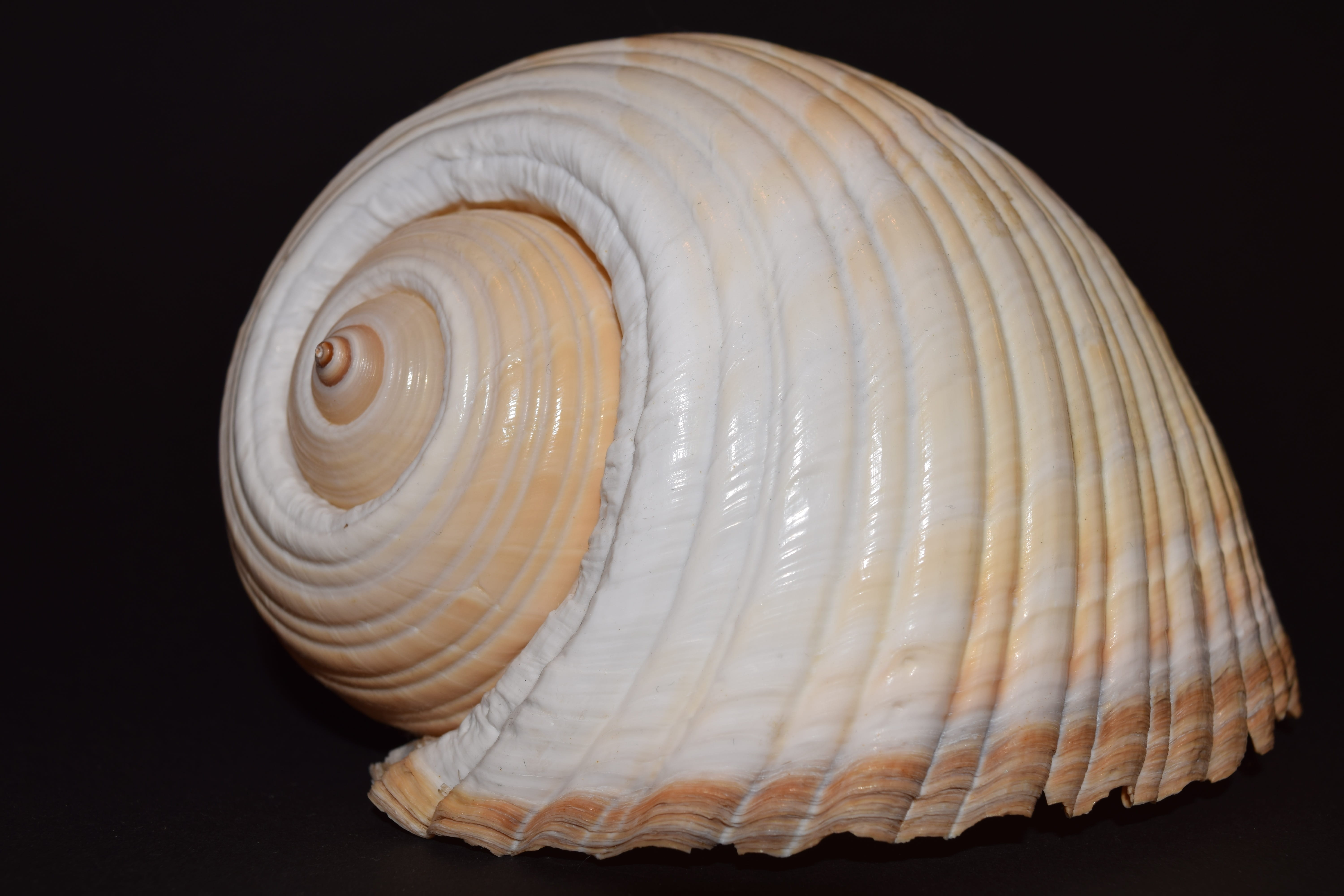 indoors, pattern, no people, Shell, white, natural pattern, swirl, housing, black background, single object, day, 5K, maritime, geometric shape, close-up, HD Wallpaper