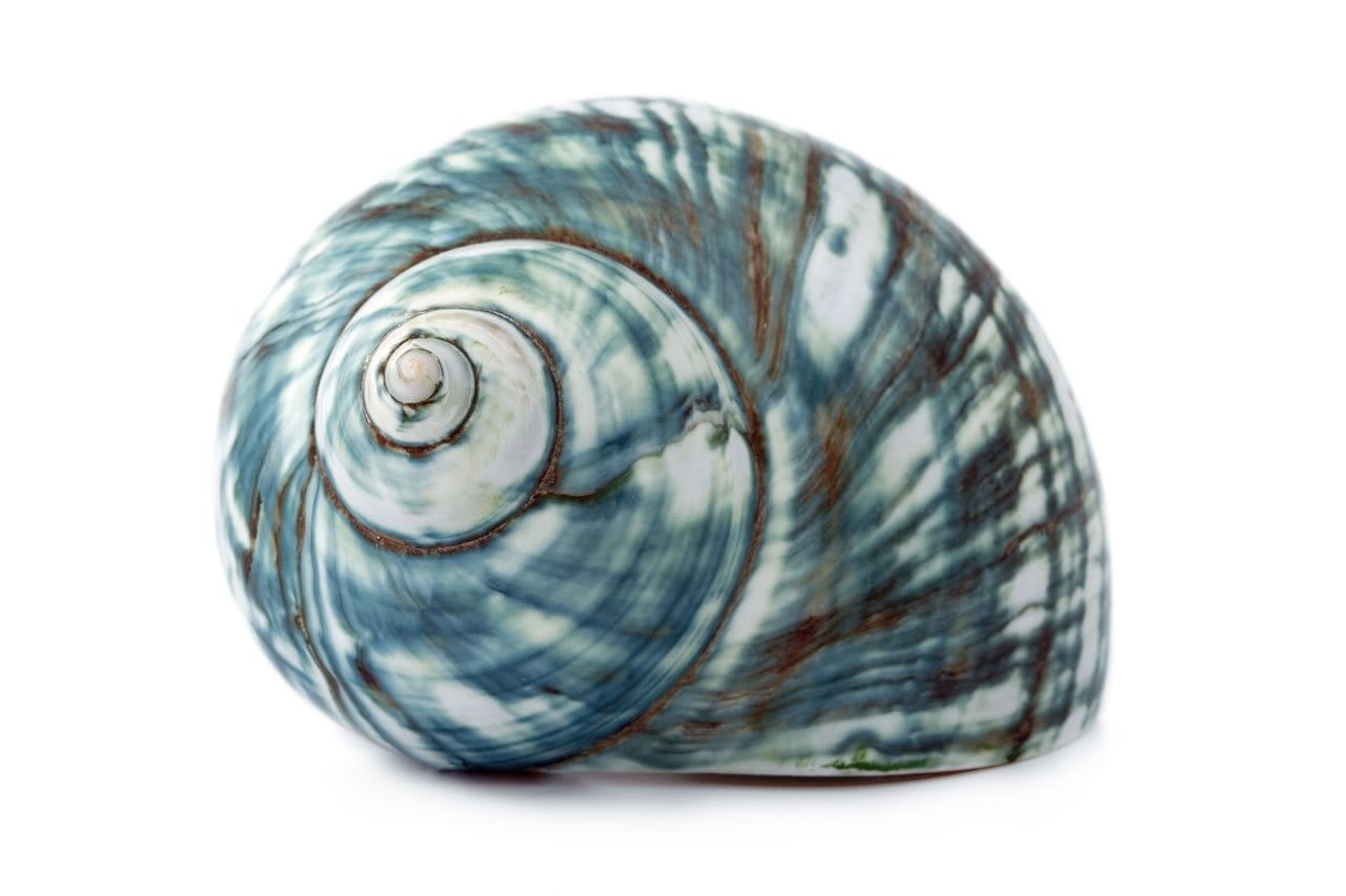 sea, nature, snail, beauty in nature, close-up, no people, house, biology, animal themes, cut out, pattern, photo, animal, indoors, mollusk, animal shell, HD Wallpaper