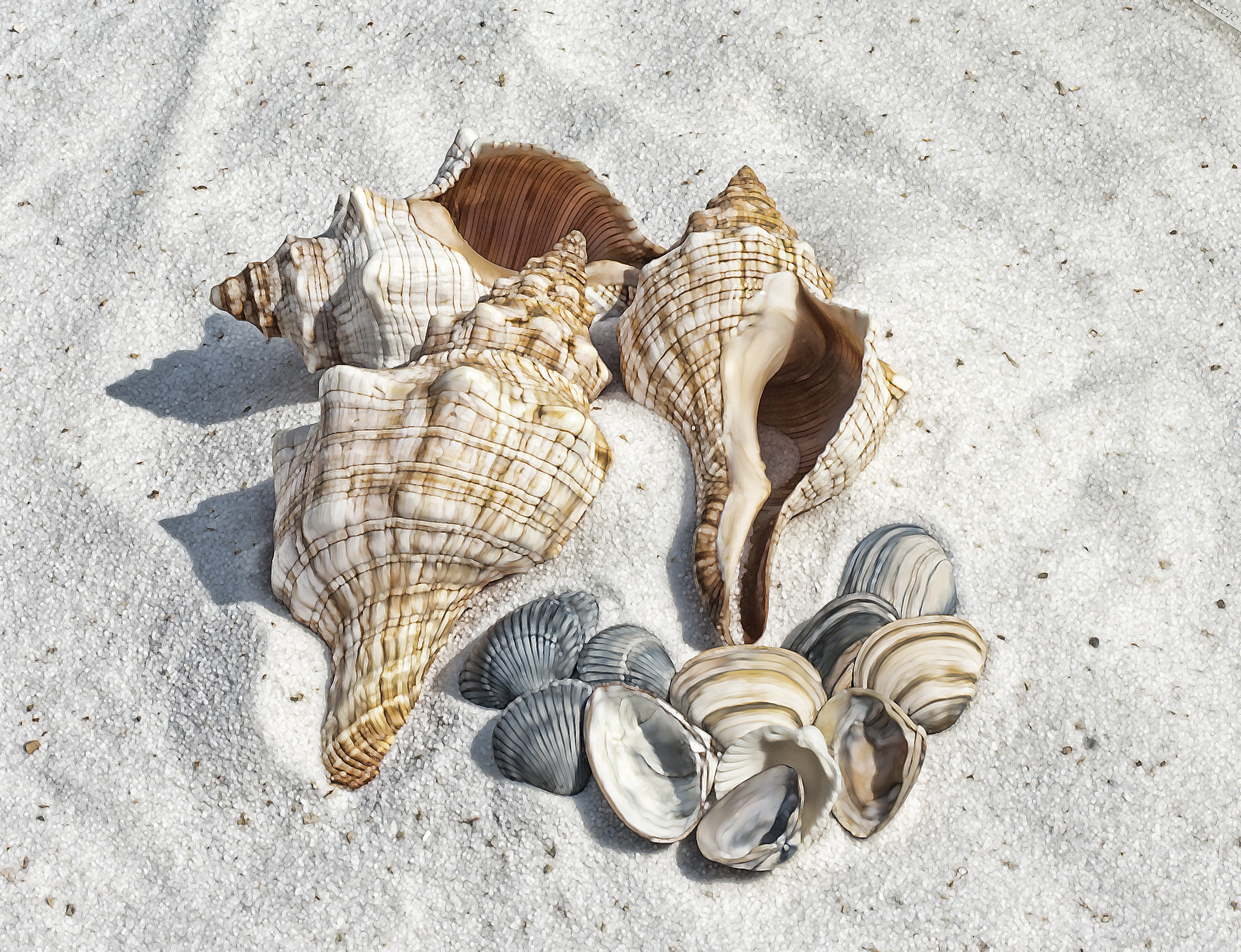animal themes, sea shells, illustration, land, day, assorted, 4K, shelling, sunlight, outdoors, nature, background, shells, brown, high angle view, seashell, HD Wallpaper