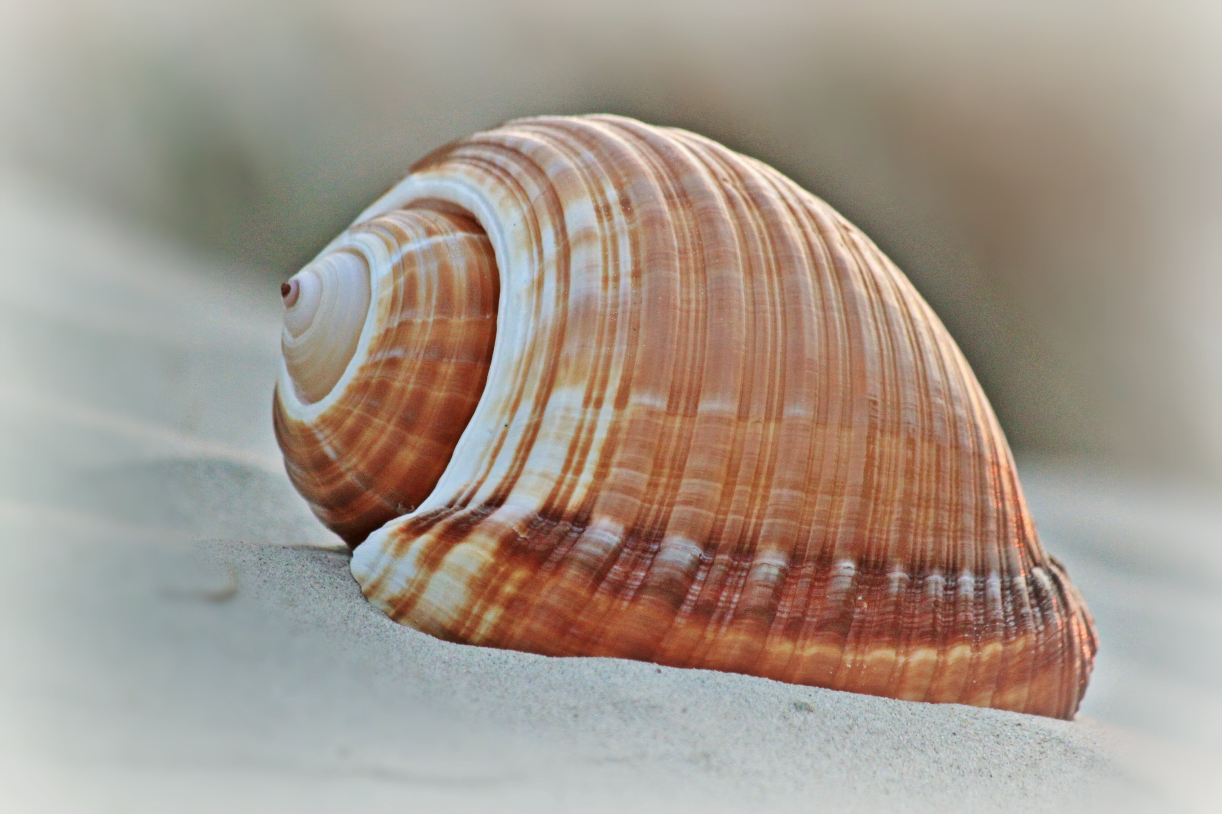 no people, textured, animal wildlife, beauty in nature, water creature, single object, spiral, marine, selective focus, sea animals, invertebrate, sea, HD Wallpaper