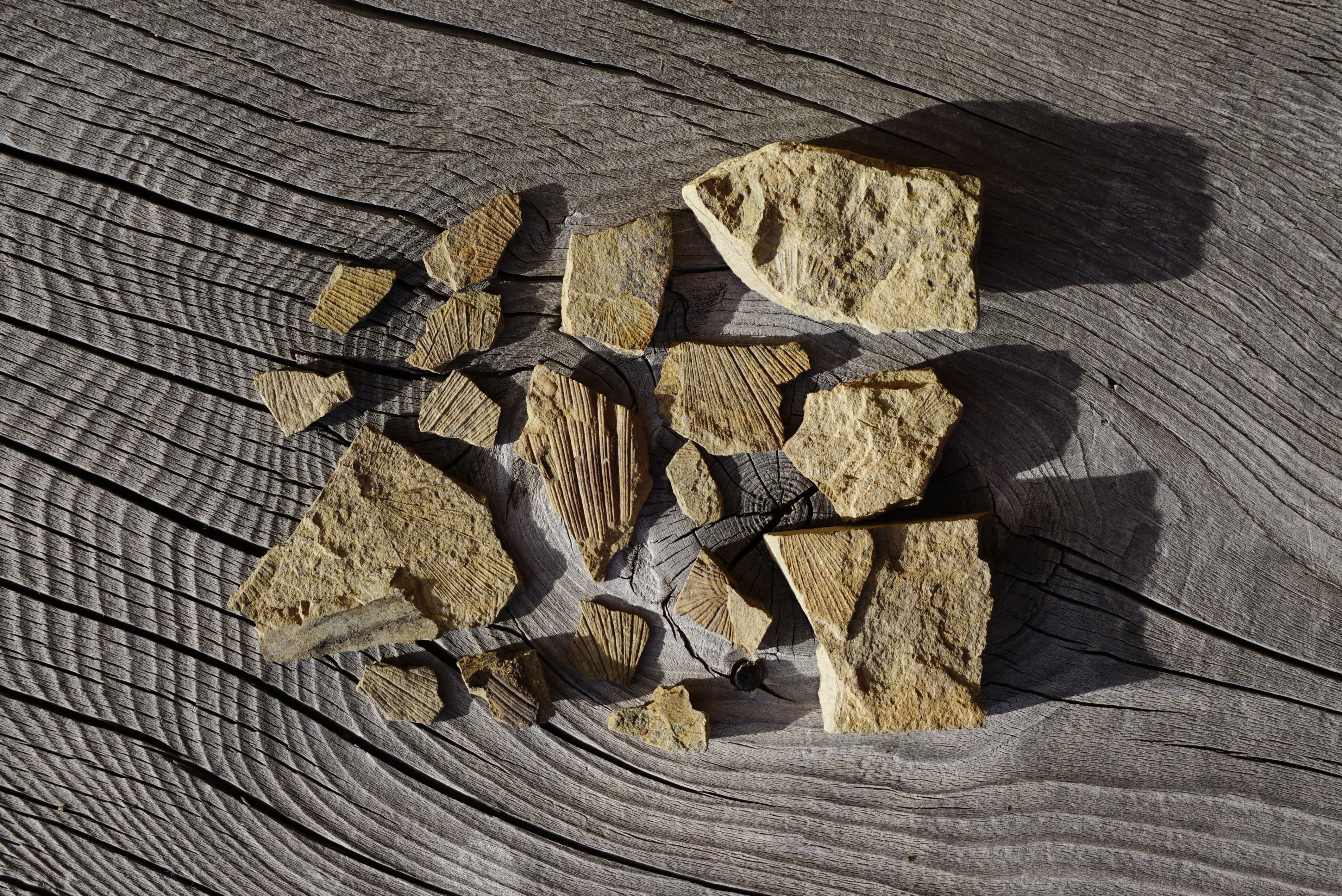 dolomites, no people, brown, extinct, fossil, fossils, shape, freshness, large group of objects, wood - material, rock, pattern, nature, directly above, HD Wallpaper