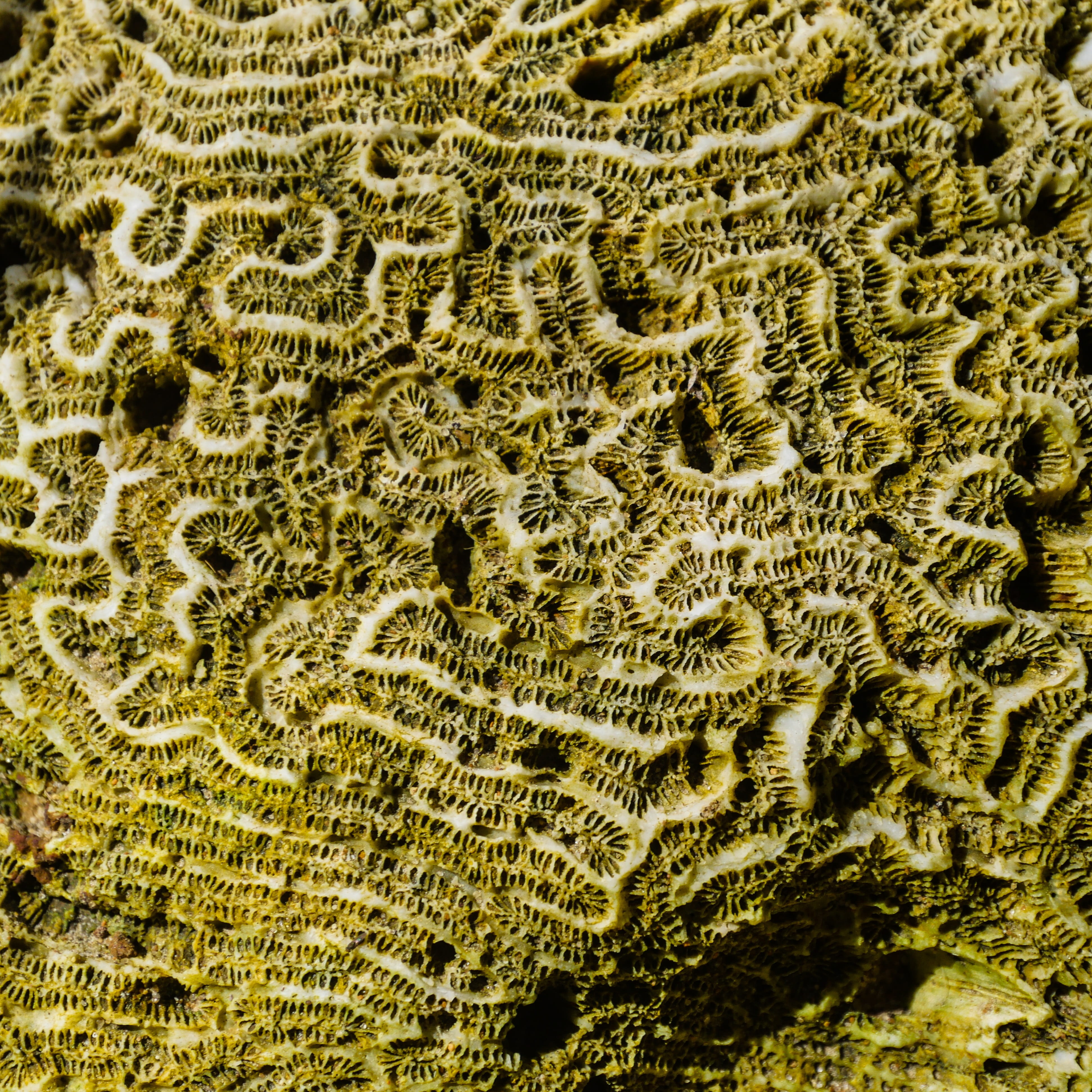 nature, full frame, outdoors, sea, day, beach, beauty in nature, brown, 4K, close-up, structure, pattern, caribbean, white, tranquility, fern, textured, Phone HD Wallpaper