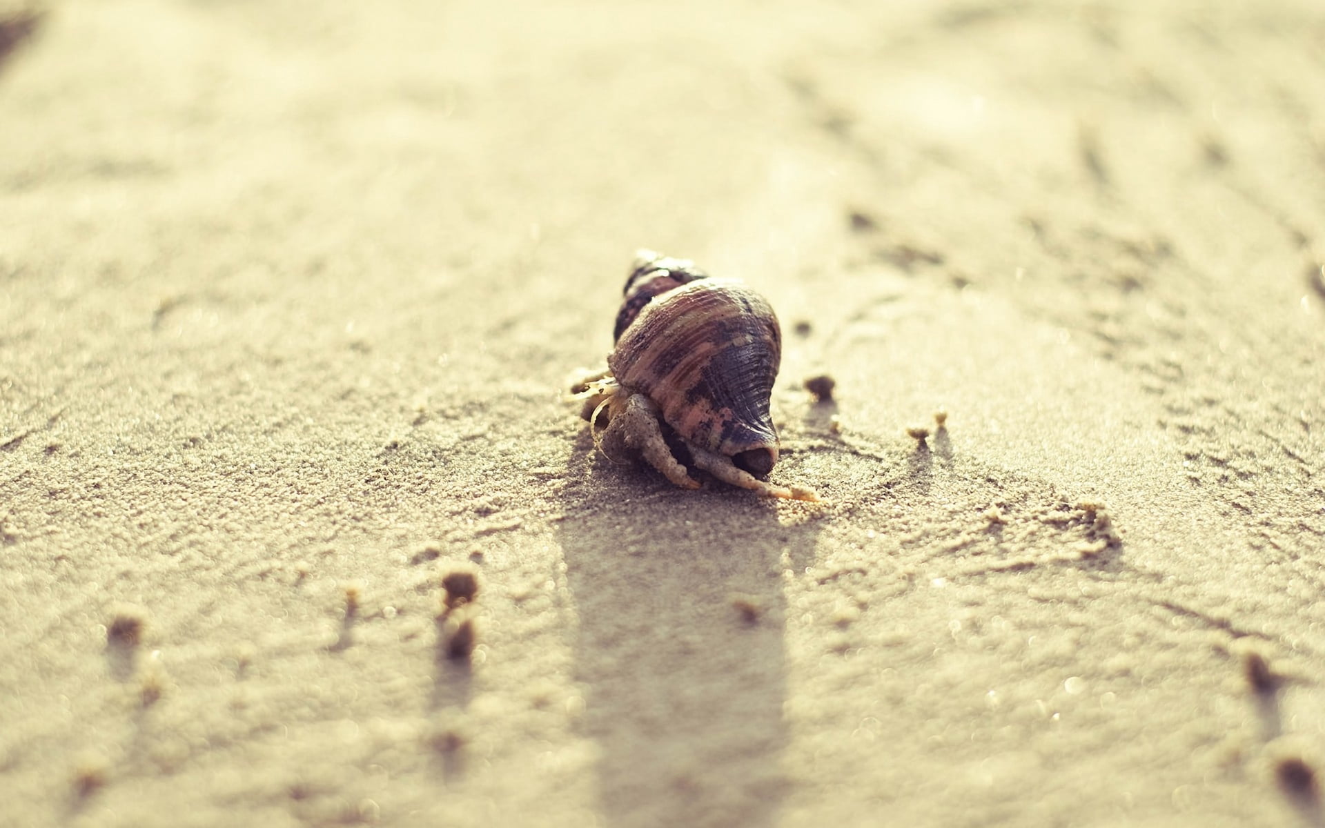 surface level, animal wildlife, selective focus, beach, 1080P, animal, small, no people, crab, close-up, crawling, bright, insect, wildlife, coastline, HD Wallpaper