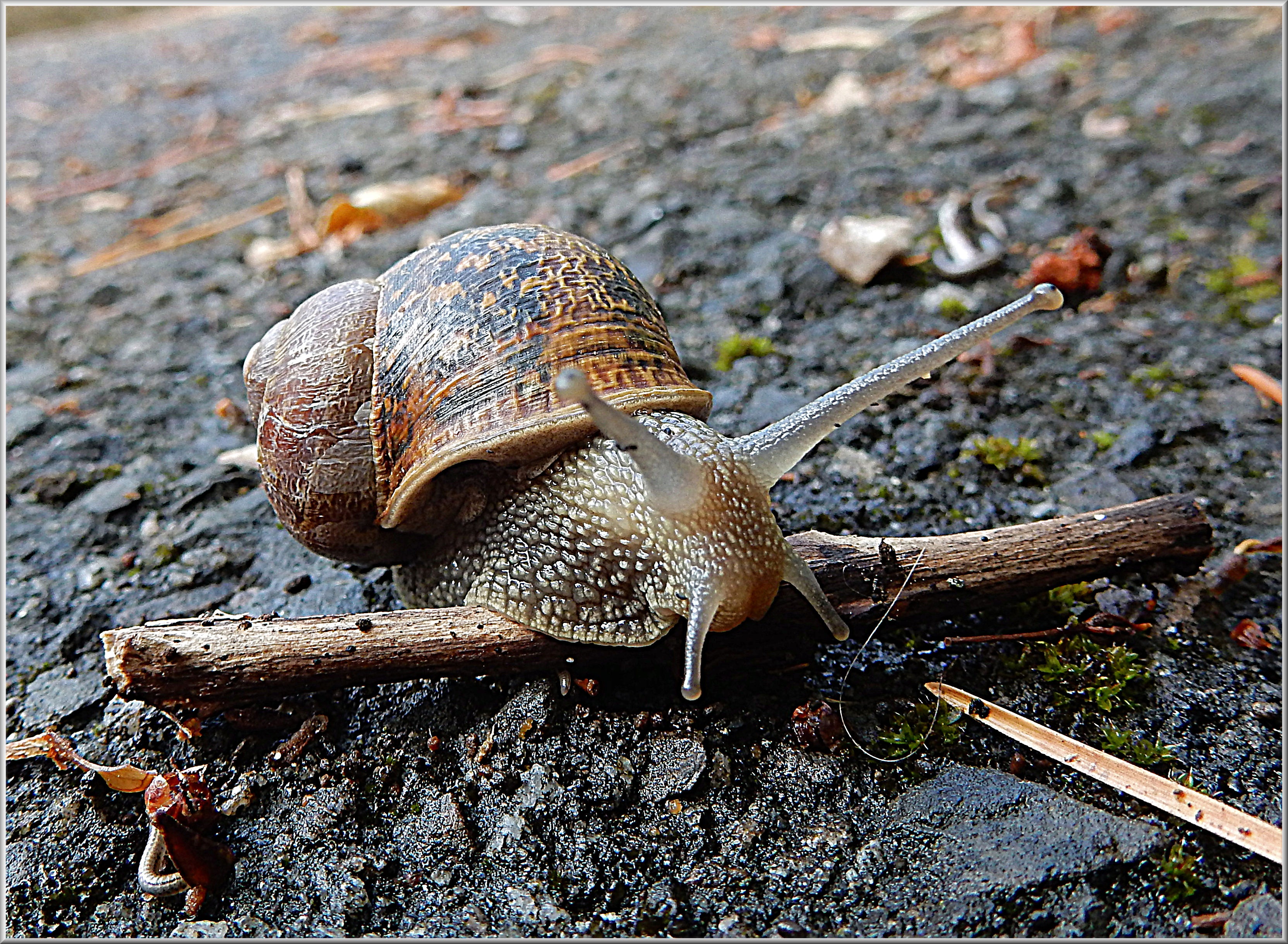 slippery, slug, animal themes, food, focus on foreground, brown, creepy, animal wildlife, animal, close-up, rock, animal antenna, invertebrate, snail, rock - object, HD Wallpaper