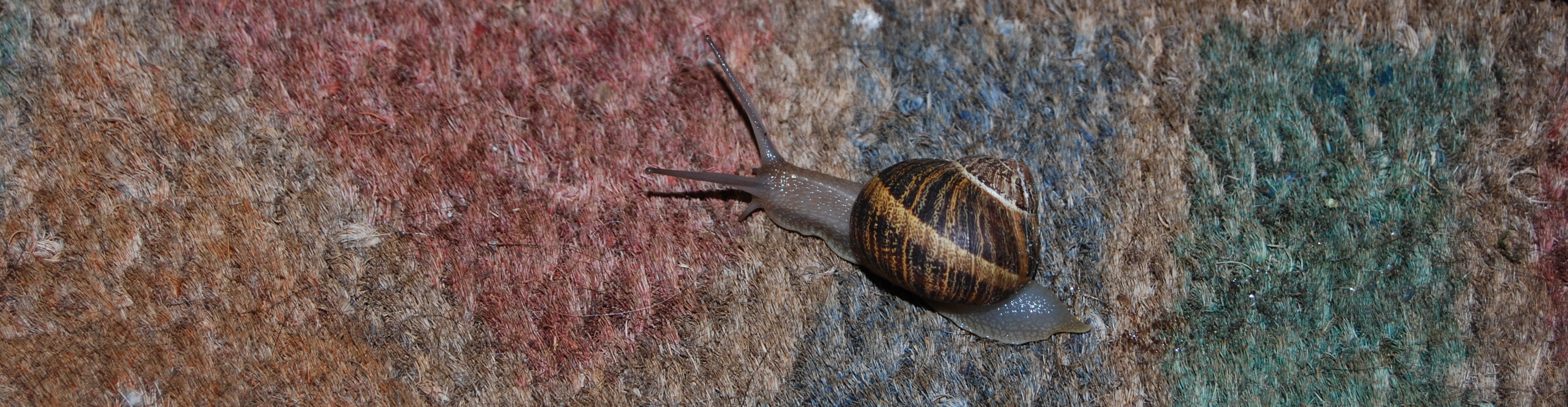 animal themes, no people, day, clam, textured, one animal, outdoors, animal, animals in the wild, nature, brown, invertebrate, 4K, snail, gastropod, colors, HD Wallpaper