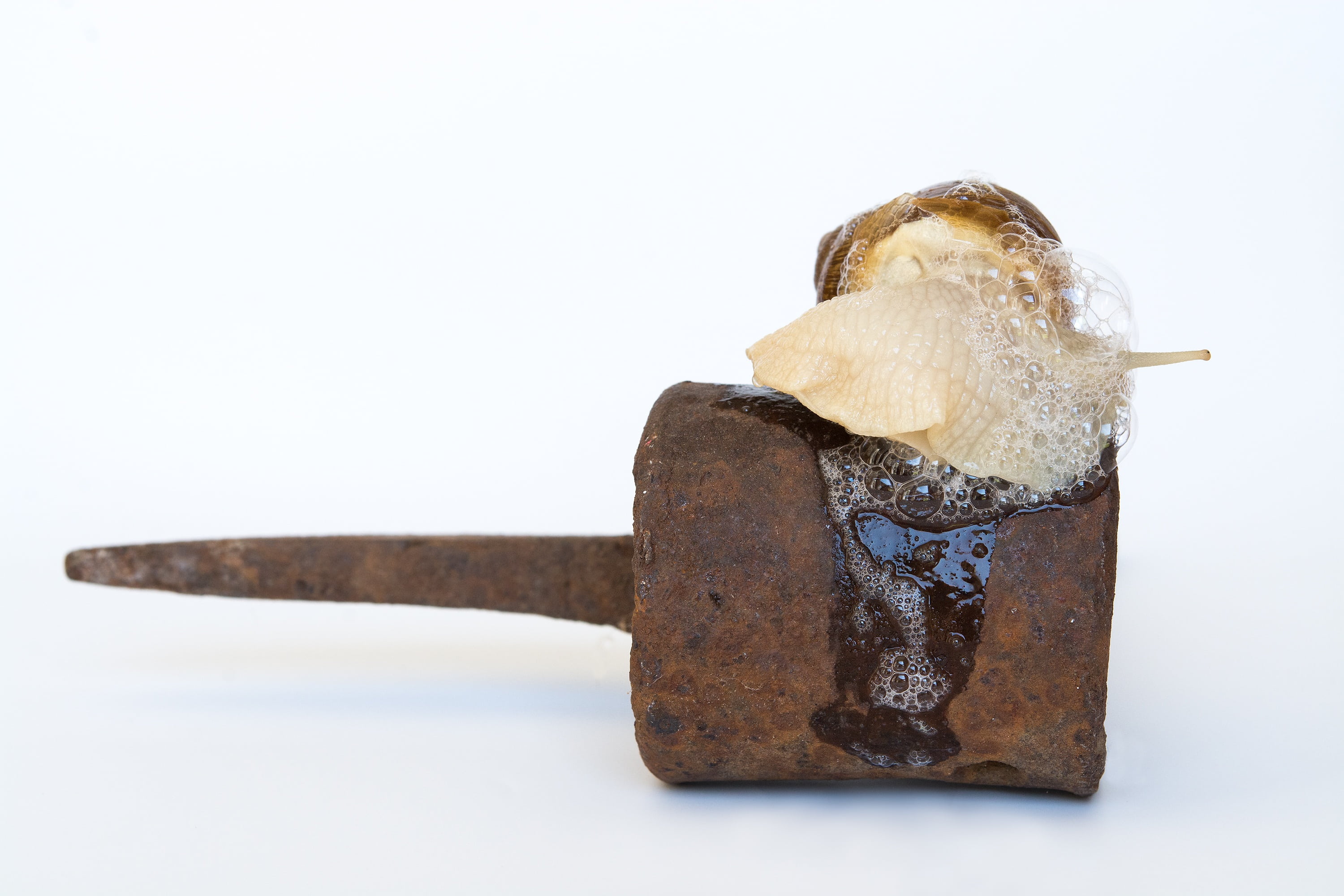 mucus, studio shot, food, cut out, no people, shell, close-up, snack, slowly, wood - material, food and drink, sweet, crawl, sweet food, snail, drink, indoors, HD Wallpaper