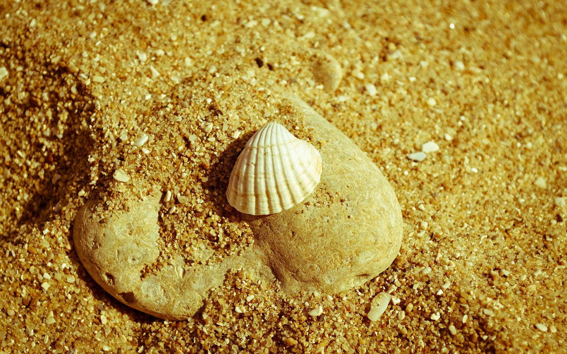 sand, beach, nature, shell, 1080P, hd, HD Wallpaper