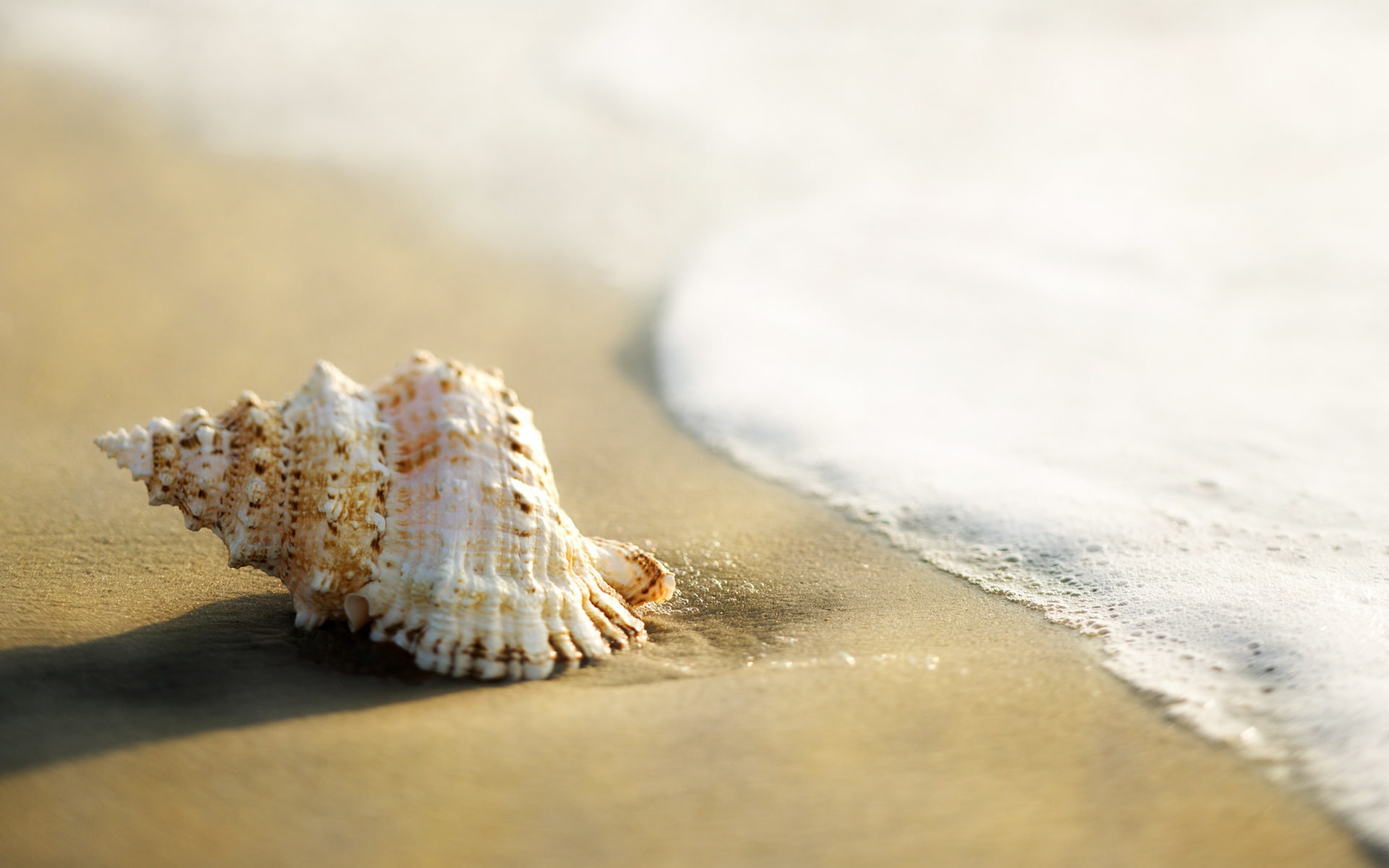 shell, hd, macro, nature, white, beach, brown, seashell, ocean, 1080P, HD Wallpaper