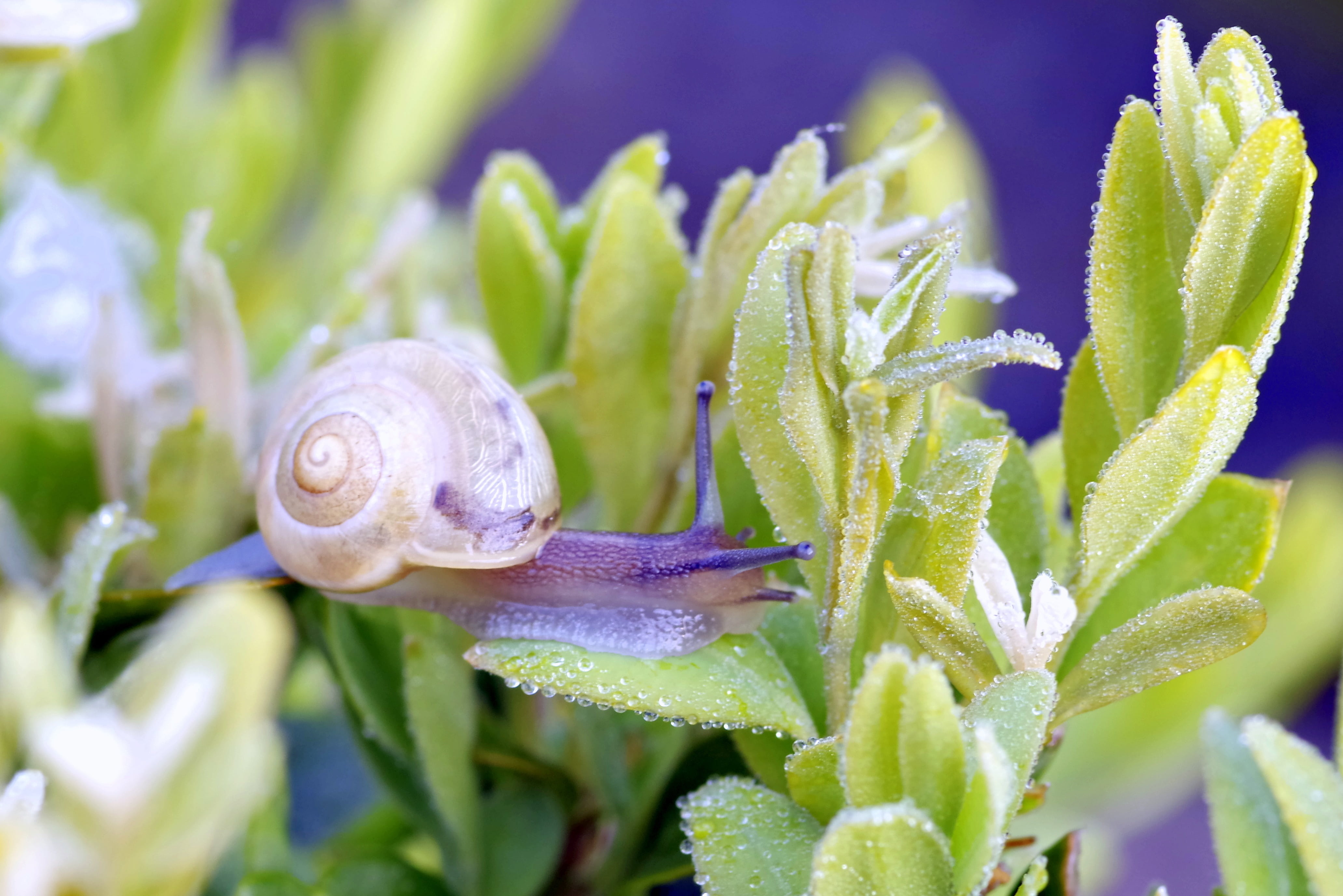 rosa, drops, nature, beauty in nature, one animal, growth, animal wildlife, animal, wet, foliage, shell, gastropod, marine, macro, mollusk, flower, no people, HD Wallpaper
