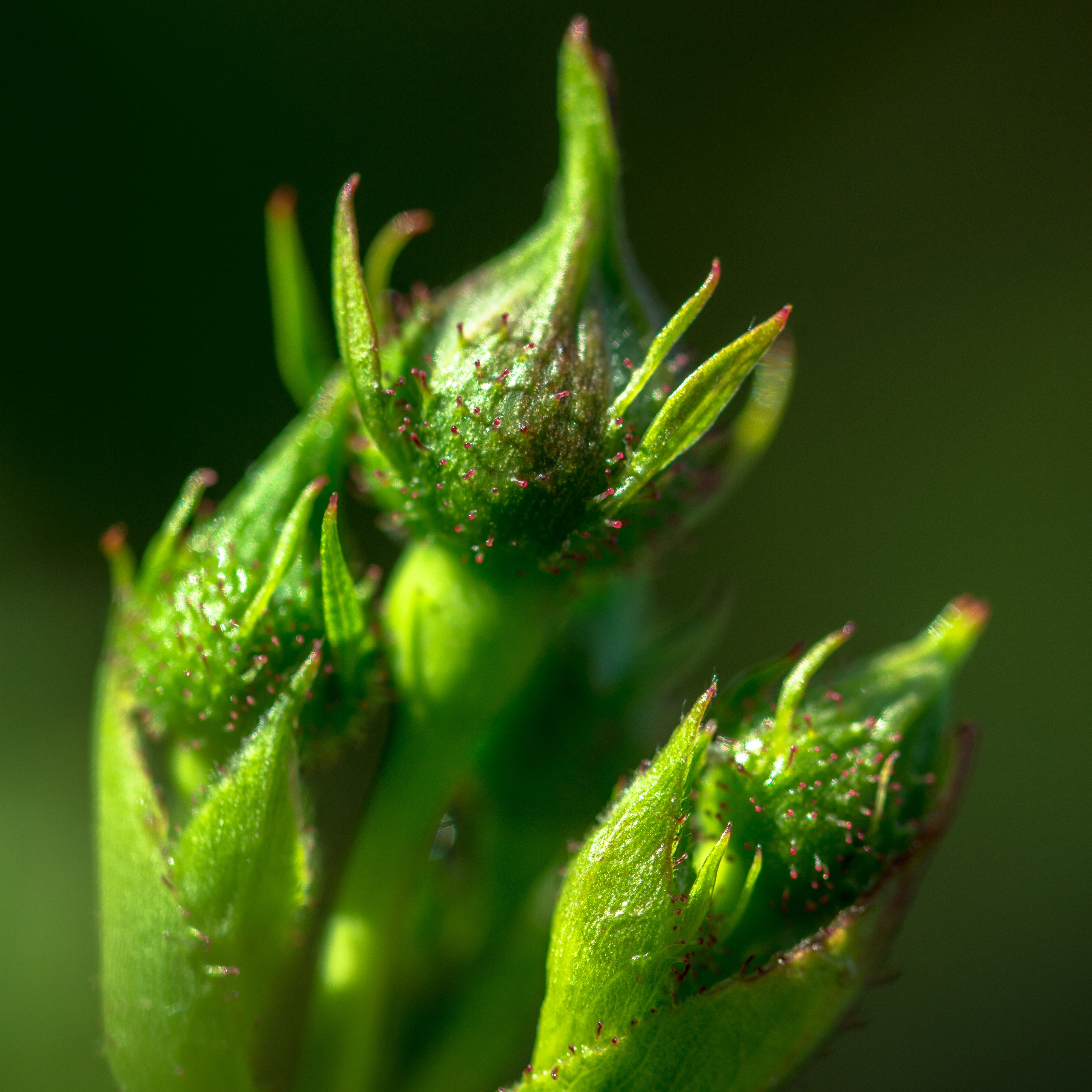 freshness, selective focus, beginnings, food, green Color, alternative medicine, medicine, close-up, beauty in nature, macro, bud, day, flora, outdoors, Phone HD Wallpaper