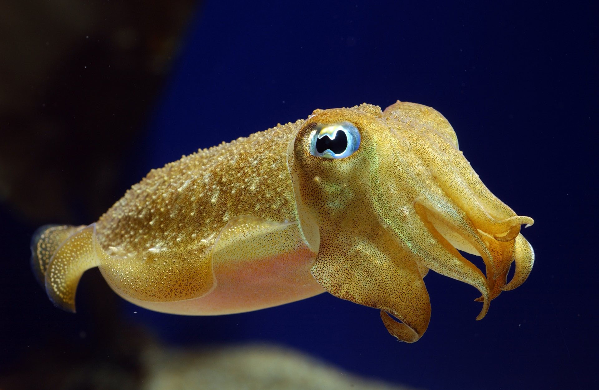 animal themes, swimming, vertebrate, undersea, 1080P, yellow, one animal, marine, close-up, no people, nature, Squid, saltwater fish, fish, focus on foreground, HD Wallpaper