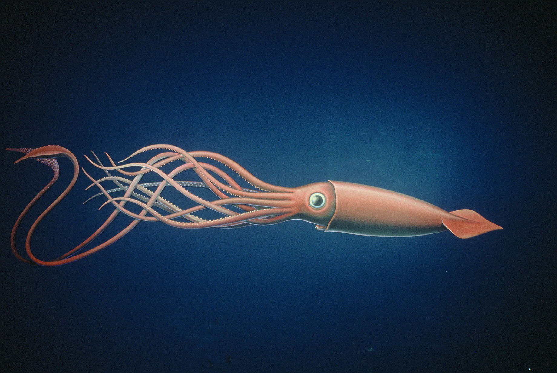 close-up, water, sealife, Squid, animals in the wild, invertebrate, animal, blue, ocean, underwater, no people, animal wildlife, blue background, copy space, HD Wallpaper