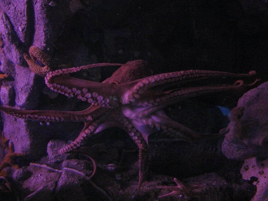 480P, art, depth, fish, rocks, animals, ocean, ocean depth, hd, octopus, squid, HD Wallpaper