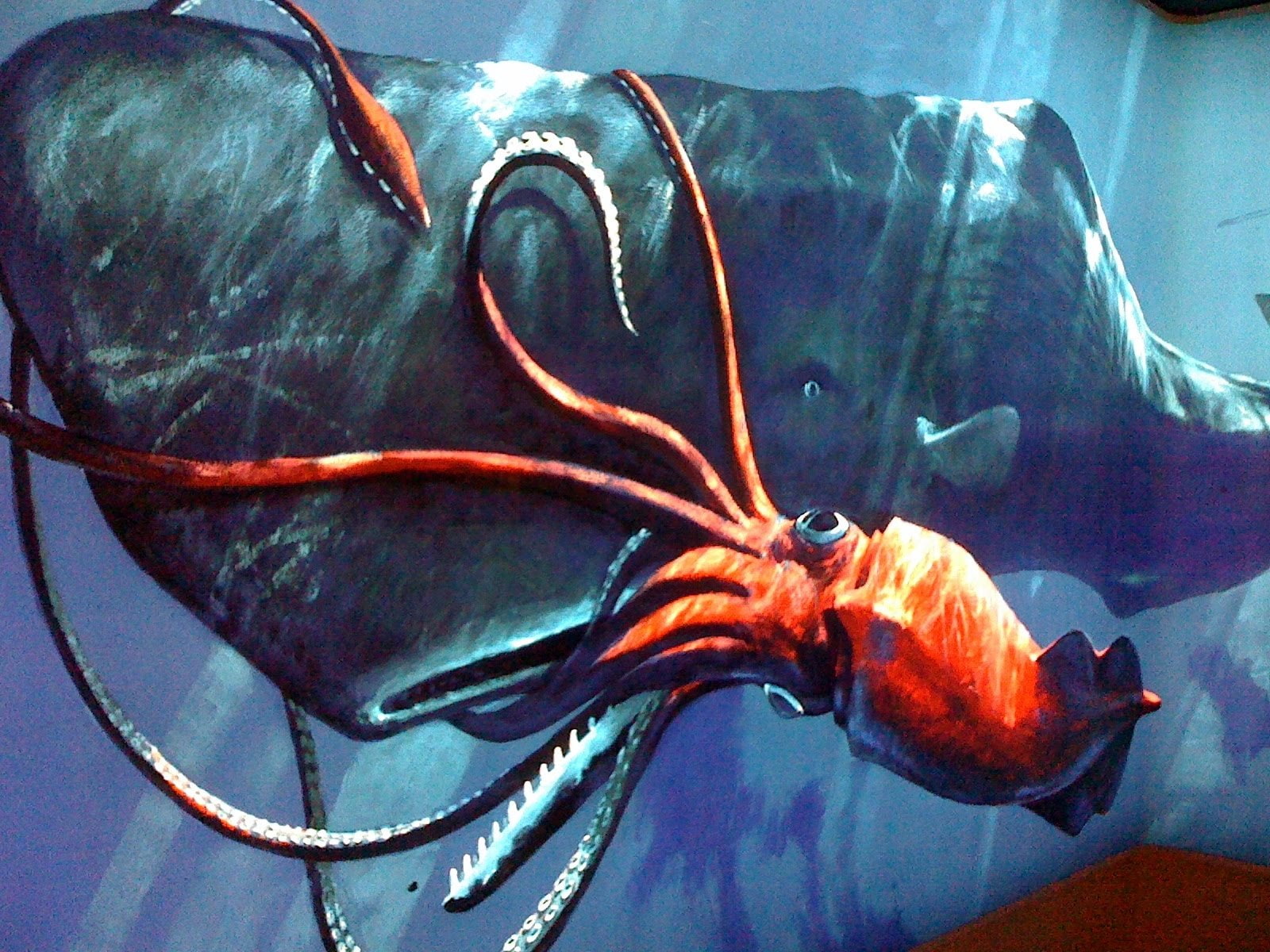 ocean, underwater, sea, squid, whale, sealife, 720P, HD Wallpaper