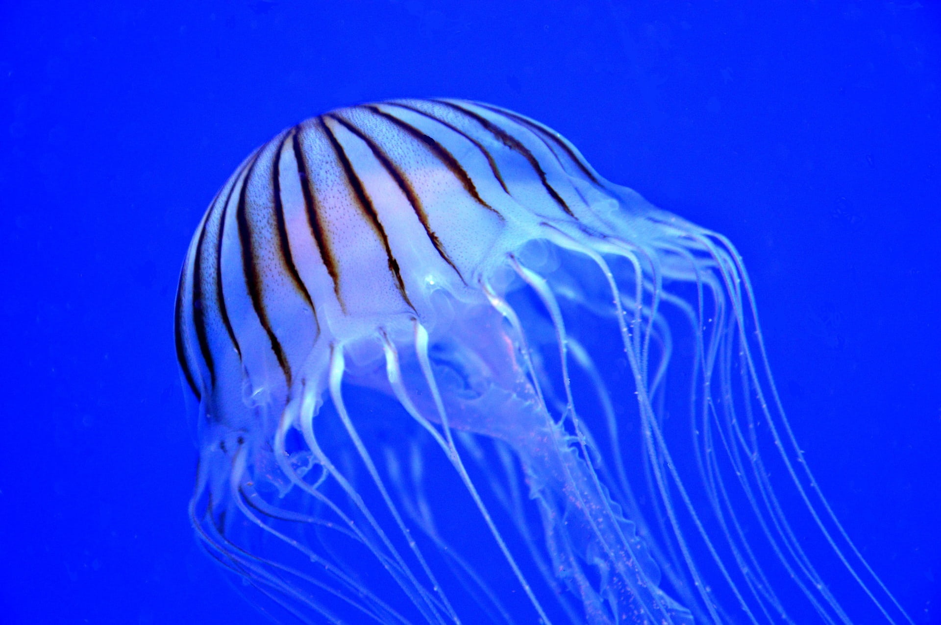 swimming Animal, animal wildlife, close-up, underwater, no people, tentacles, nature, purple-striped, blue background, jellyfish, invertebrate, sea, gelatinous, HD Wallpaper