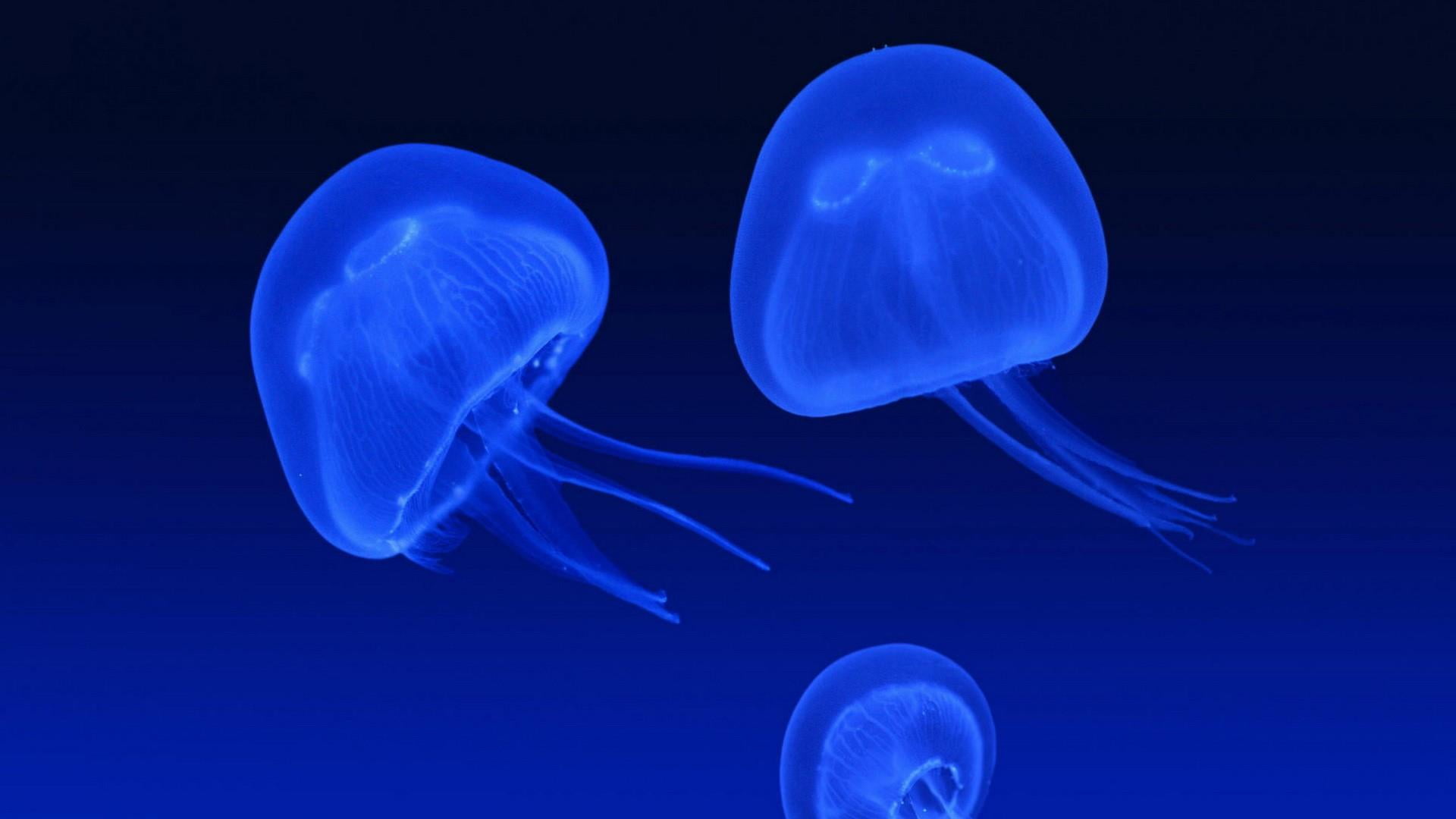 no people, blue background, cnidaria, animals in the wild, translucency, group of animals, tentacle, animal wildlife, organism, marine, marine biology, HD Wallpaper
