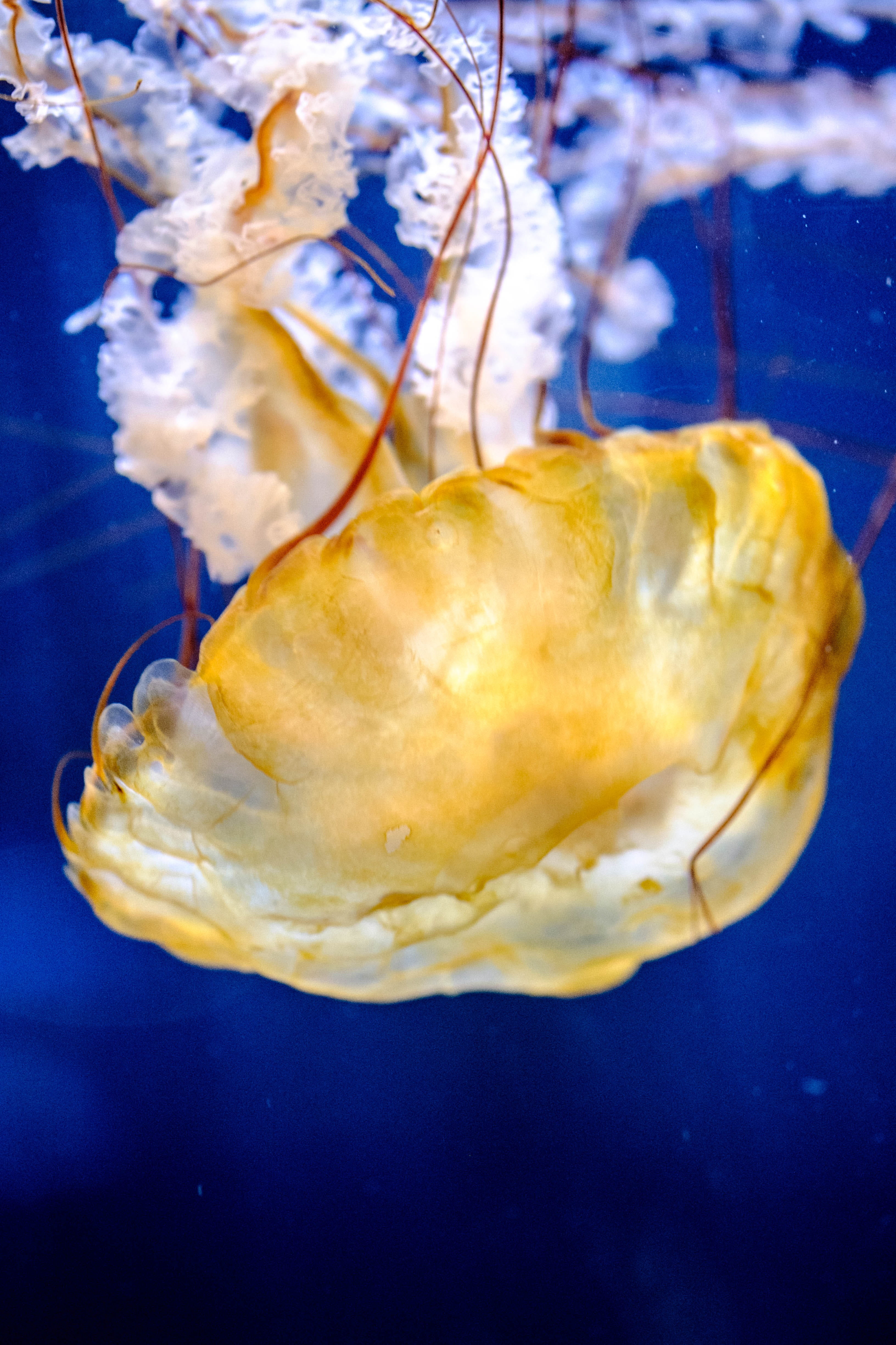 outdoors, animal themes, swimming, animal wildlife, ocean, cnidaria, aquatic, floating on water, marine, no people, jellyfish, sea life, underwater, animal, Phone HD Wallpaper