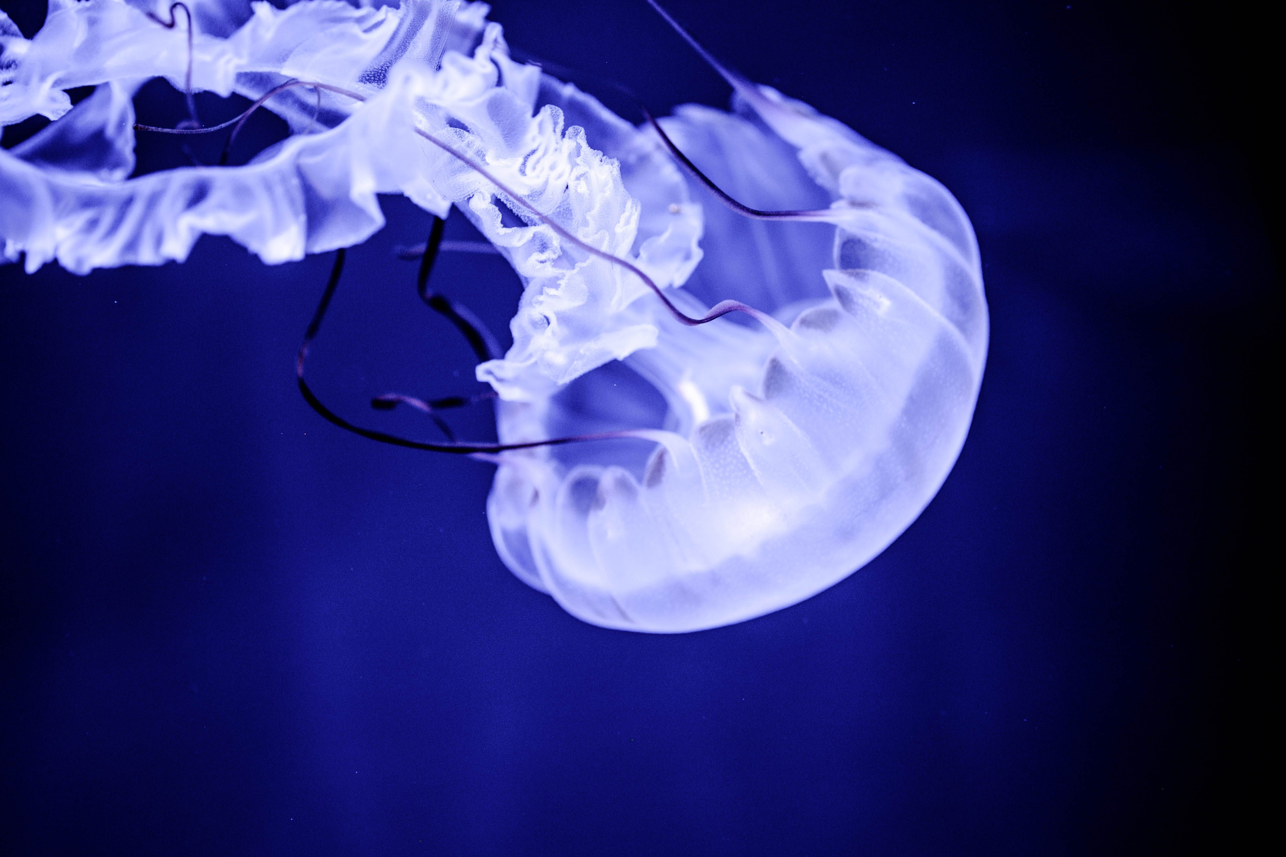 aquarium, animals in captivity, invertebrate, no people, blue background, animals in the wild, water, sea life, floating on water, black background, animal themes, HD Wallpaper