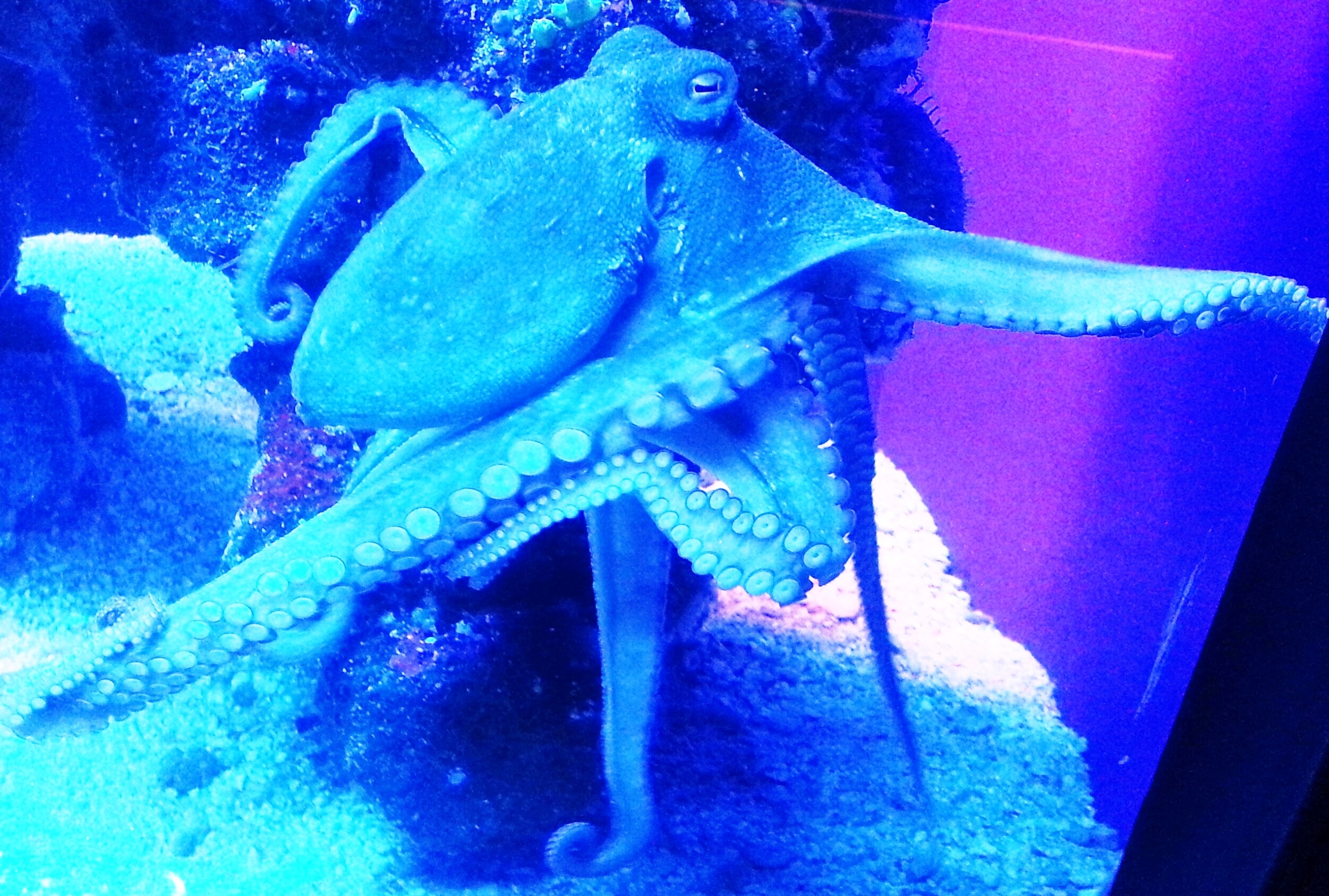 no people, sea-life, undersea, one animal, diver, swimming, marine, close-up, ocean, water, sea, animals in the wild, animal themes, starfish, animal wildlife, HD Wallpaper