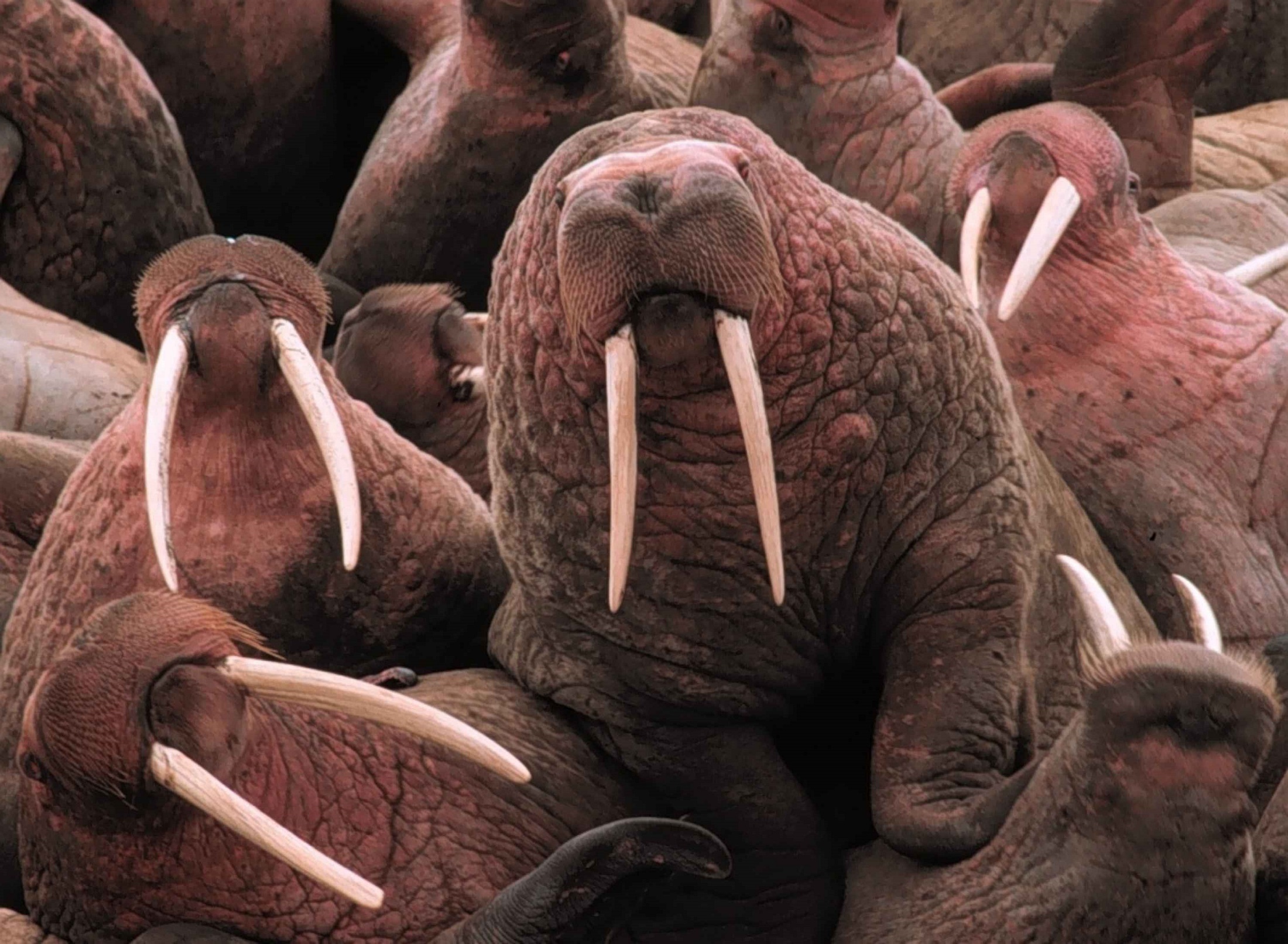 close-up, walrus, large group of animals, no people, underwater, vertebrate, large, pacific walruses, tusk, relaxation, focus on foreground, wildlife, flippers, HD Wallpaper