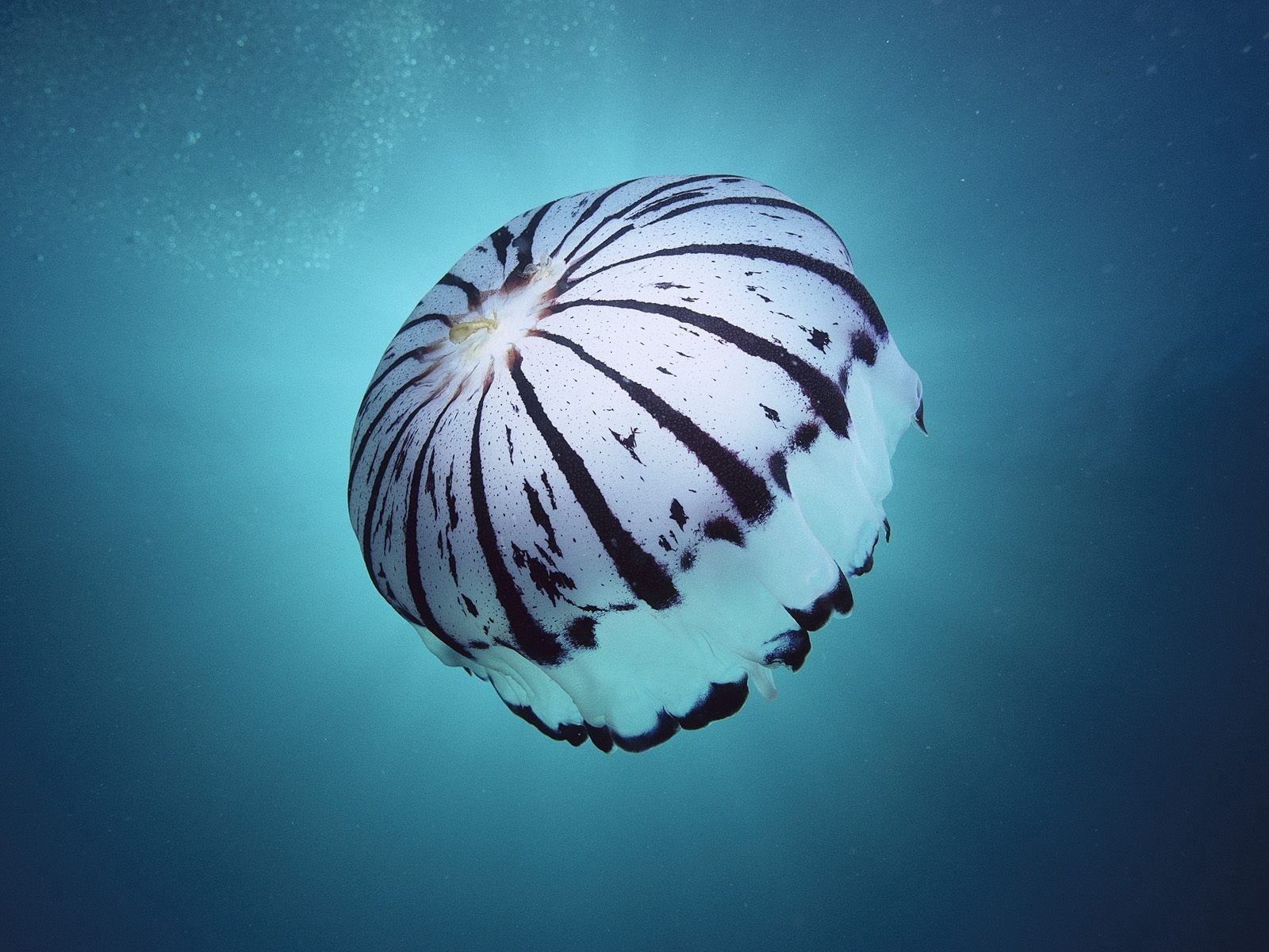 jellyfish, 720P, one animal, close-up, animal wildlife, wildlife, marine, animal themes, multi Colored, adventure, tropical Climate, blue, floating on water, HD Wallpaper