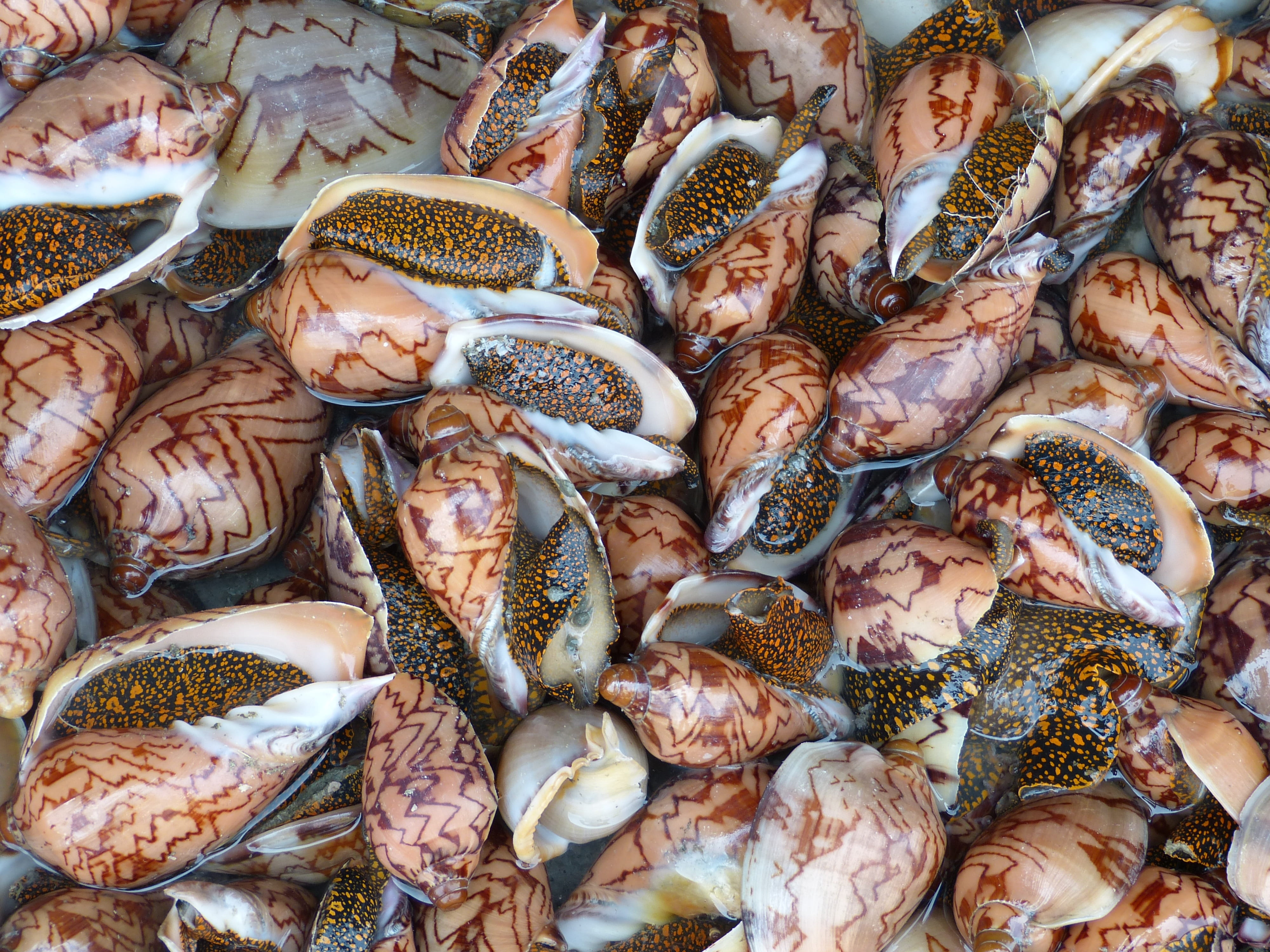 abundance, Eat, healthy eating, fishing, raw food, for sale, meal, no people, 4K, fish, Shell, frisch, day, head, food and drink, retail display, retail, HD Wallpaper