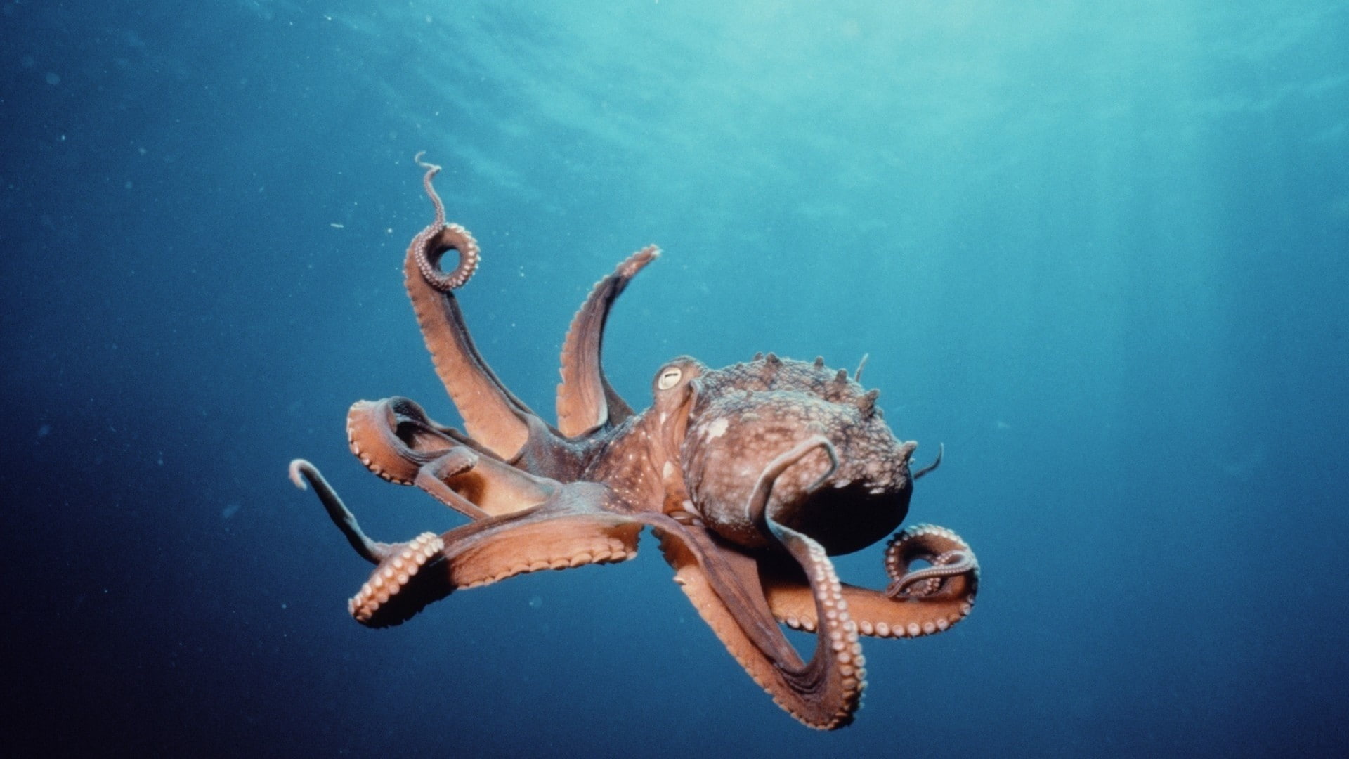 animal themes, invertebrate, tentacle, animal, sea life, 1080P, sea, turquoise colored, one animal, animal wildlife, marine, vertebrate, no people, Octopus, HD Wallpaper