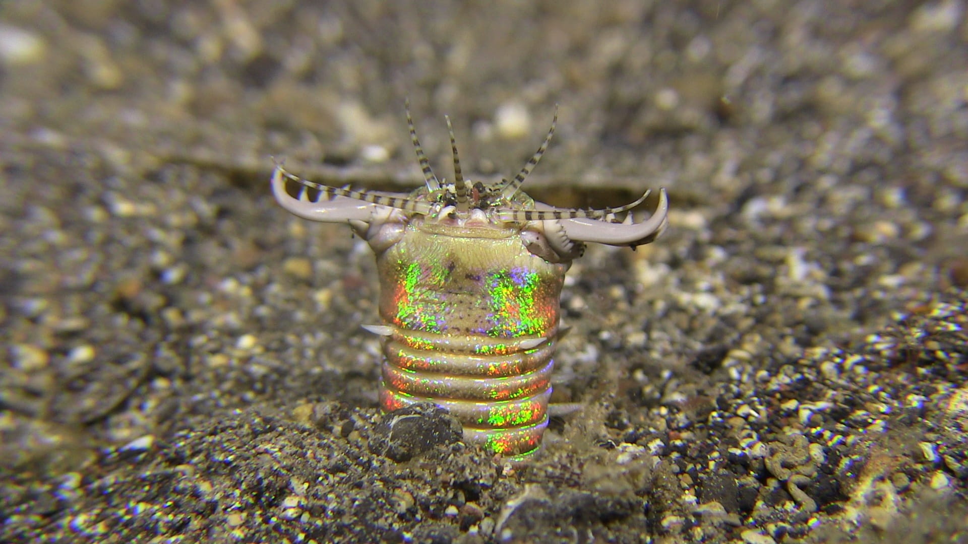 high angle view, bobbitworm, close-up, solid, technology, Lembeh, focus on foreground, still life, outdoors, creativity, multi colored, animal themes, underwater, HD Wallpaper