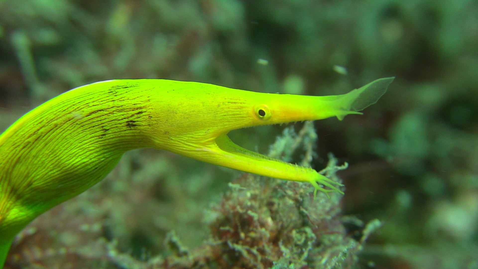 animal, yellow, underwater, swimming, coral, sea, undersea, marine, fish, diving, close-up, sea life, animal wildlife, lembeh, reef, no people, animals in the wild, HD Wallpaper