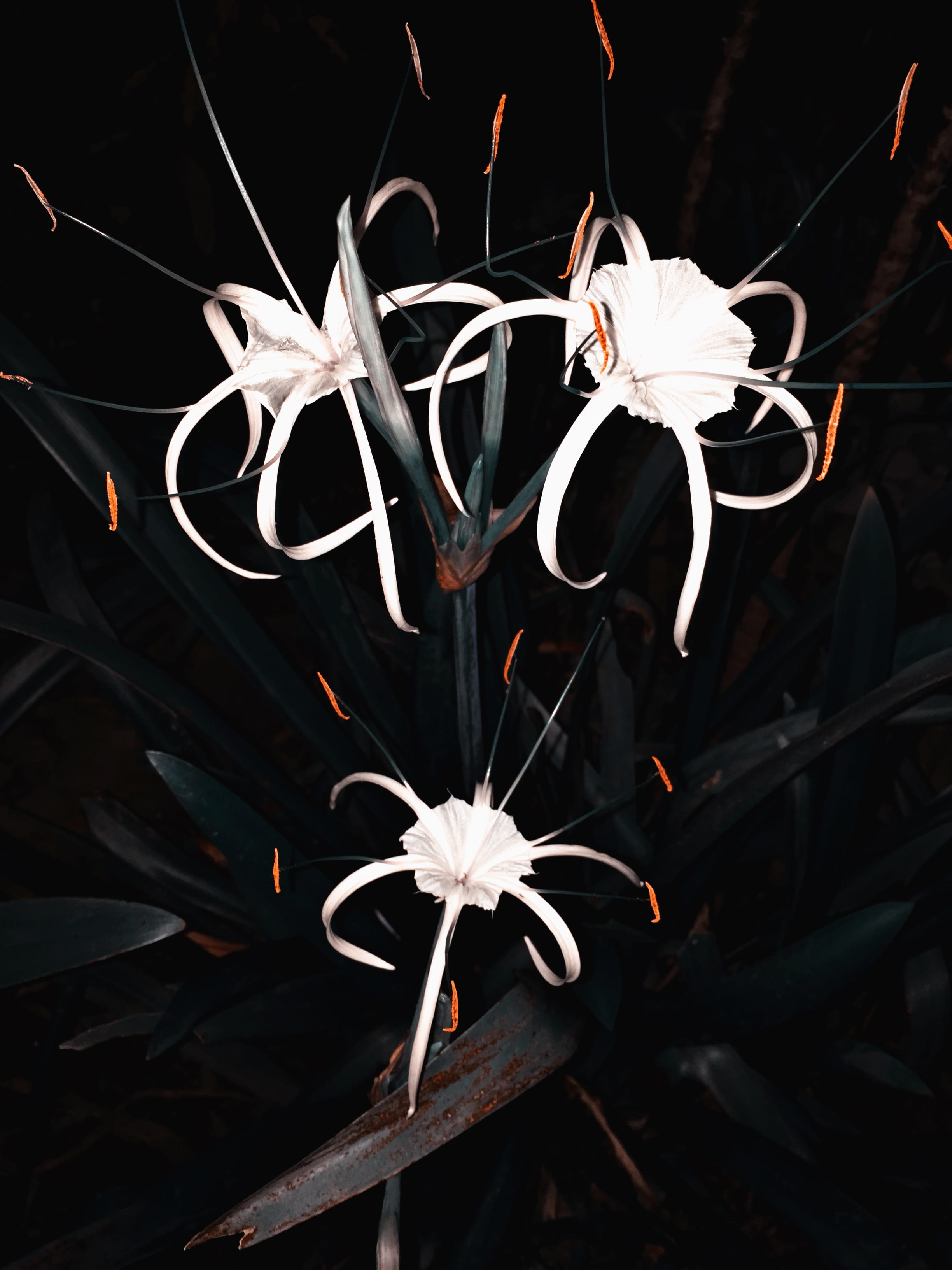2K, central sulawesi, petal, freshness, inflorescence, night, focus on foreground, plant, pollen, vulnerability, wilted plant, white color, indonesia, Phone HD Wallpaper