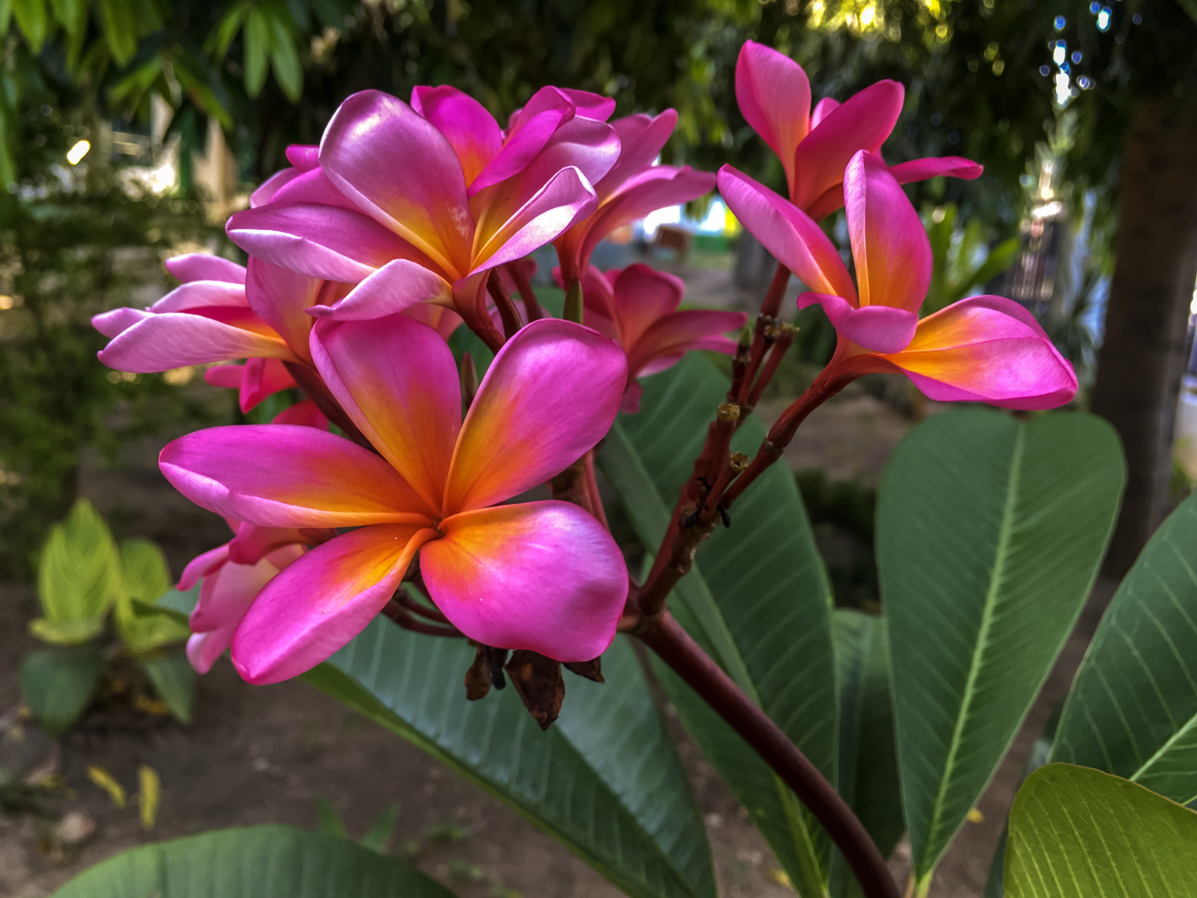 flower head, pollen, leaf, indonesia, outdoors, flower, botany, inflorescence, close-up, 4K, nature, beauty in nature, focus on foreground, no people, HD Wallpaper