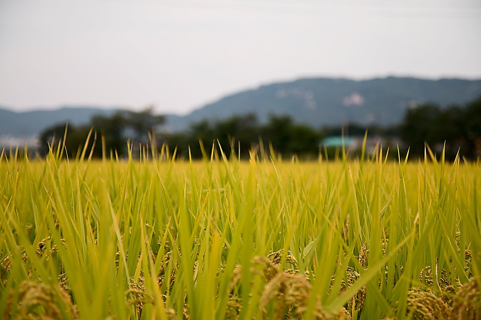 grass, cereal plant, autumn, 1080P, beauty in nature, mountain, focus, field, environment, shallow, nature, rural Scene, food, agriculture, tranquility, HD Wallpaper