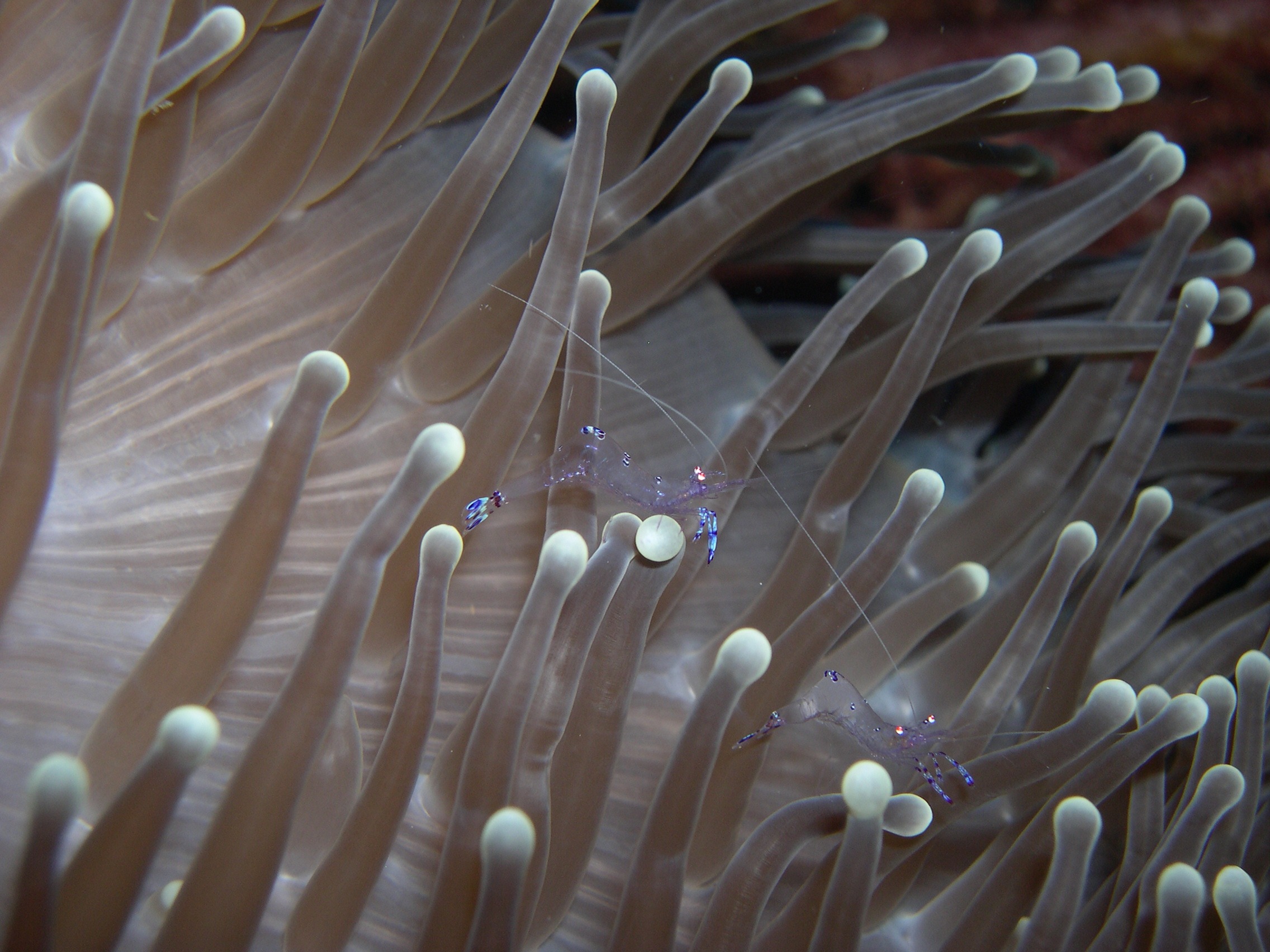 close-up, walea, animal wildlife, immersion, animal, animals in the wild, 1080P, sea anemone, animal themes, underwater, anemone, swimming, sea life, no people, HD Wallpaper
