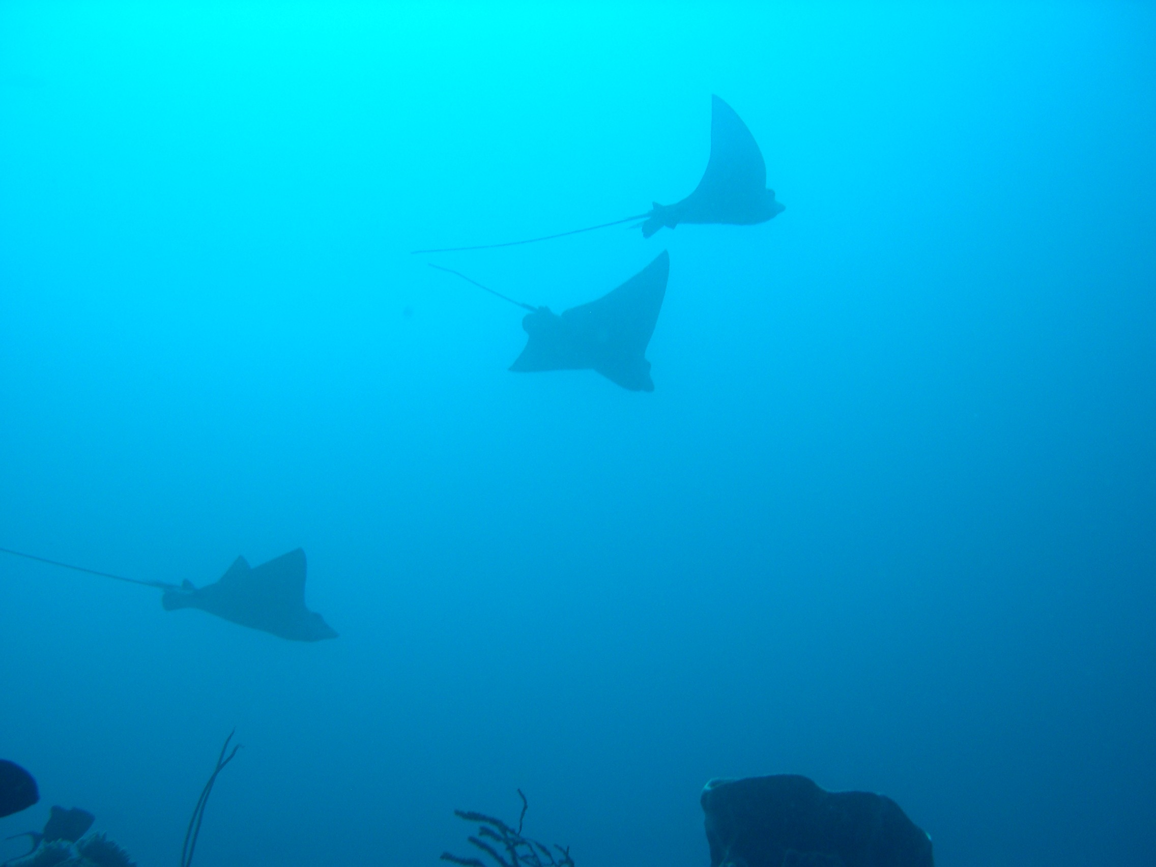 animal wildlife, fish, vertebrate, group of animals, blue, underwater, no people, shark, breed, sea, sulawesi, sea life, races, wildlife, swimming, outdoors, HD Wallpaper