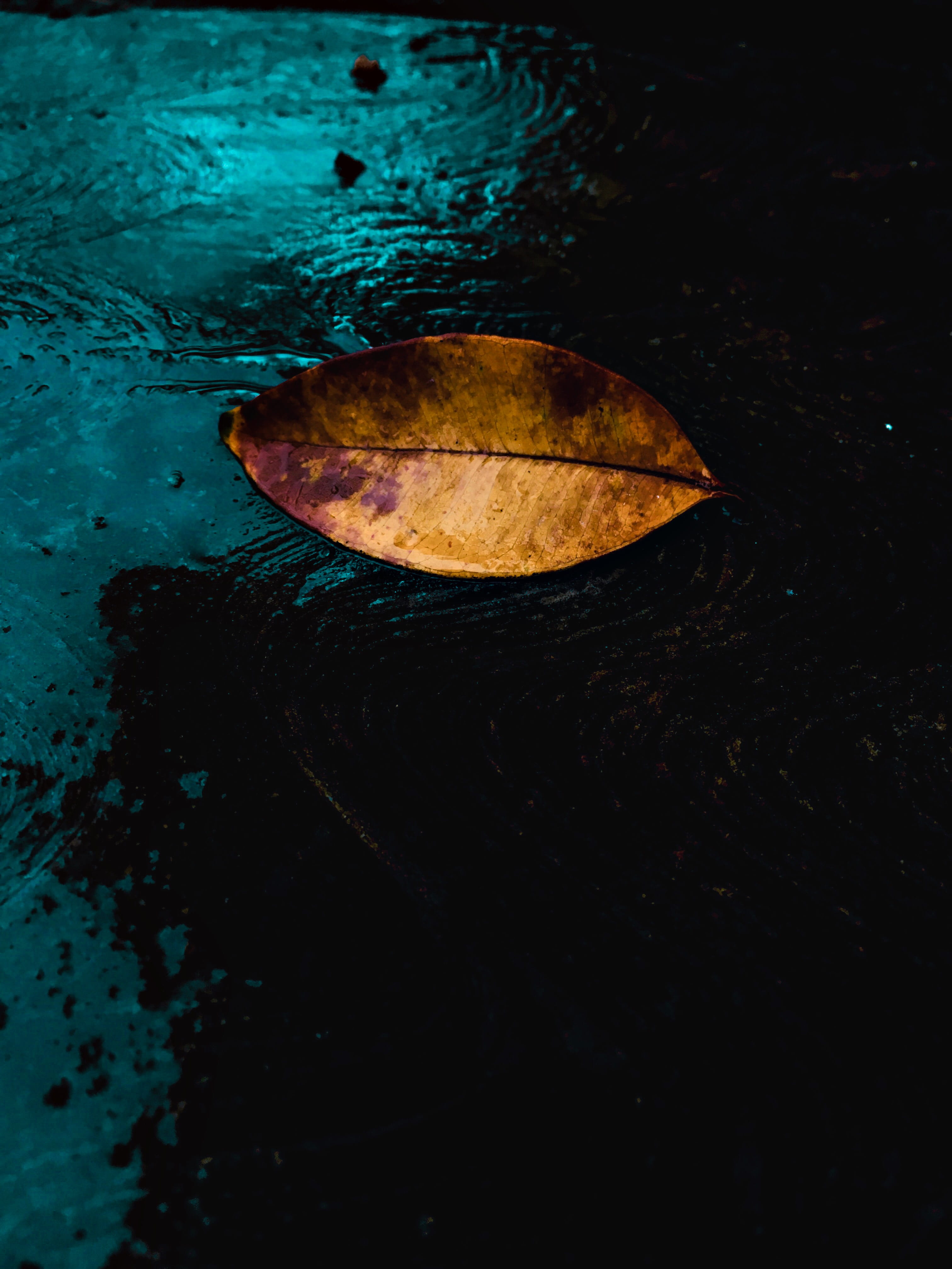 single object, reflection, sulawesi tengah, day, sea, close-up, dry, auto post production filter, 4K, floating on water, plant part, nature, outdoors, Phone HD Wallpaper