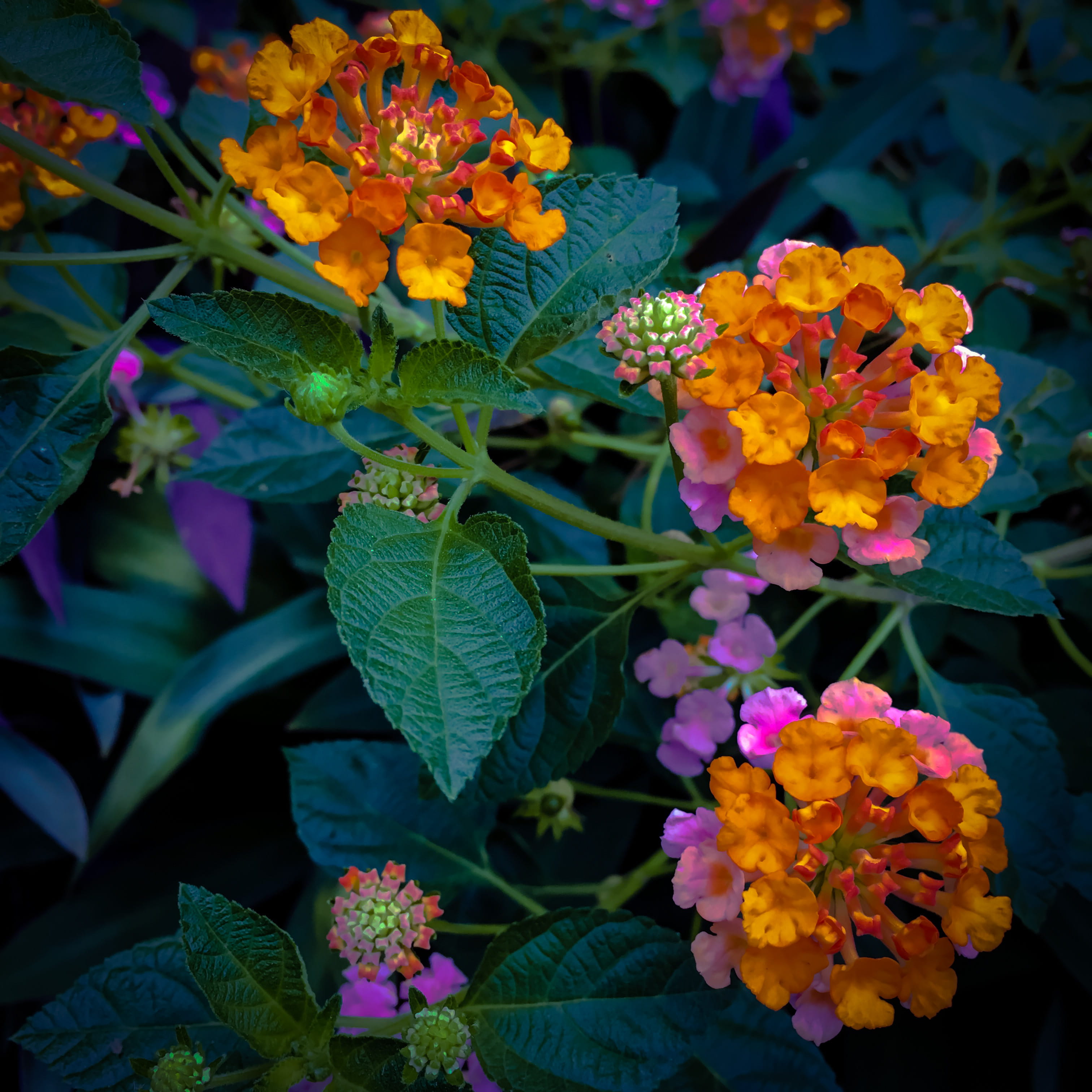 springtime, fragility, day, no people, park - man made space, flower arrangement, central sulawesi, flower, petal, close-up, park, plant, indonesia, plant part, Phone HD Wallpaper