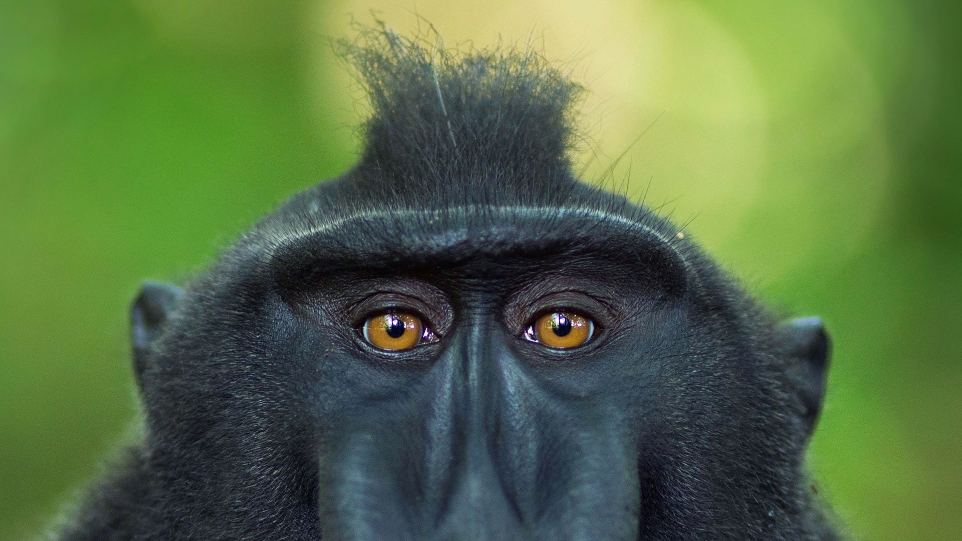 the primacy of, Indonesia, look, 1080P, eyes, crested baboon, Sulawesi, HD Wallpaper