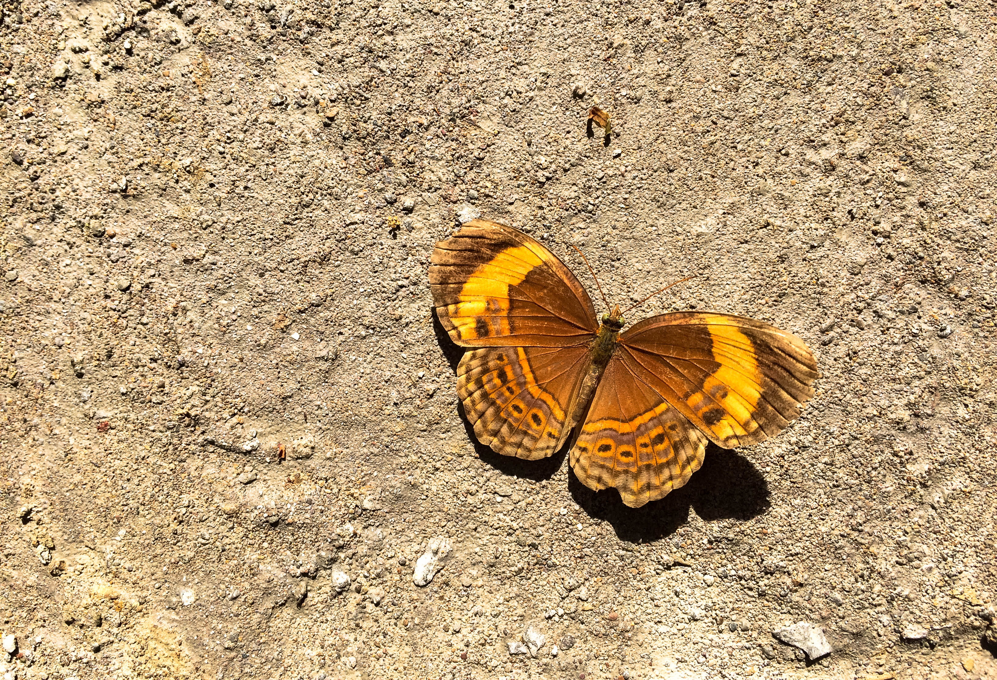 butterfly, animals in the wild, high angle view, animal conservation, nature, close-up, sunlight, animal themes, 2K, insect, animal wing, day, animal wildlife, HD Wallpaper