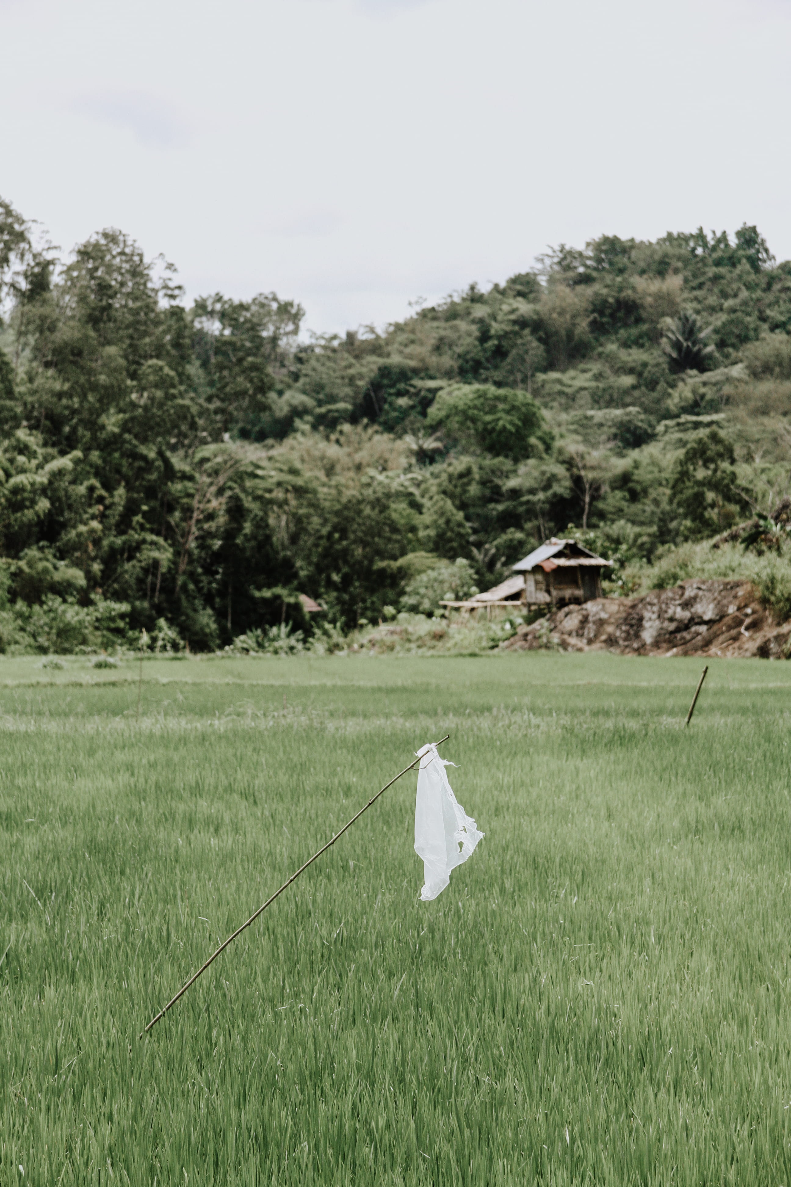 no people, plastic, farm, growth, paddy field, white, scenics - nature, green color, 4K, day, sky, tranquility, landscape, grass, indonesia, clear sky, Phone HD Wallpaper