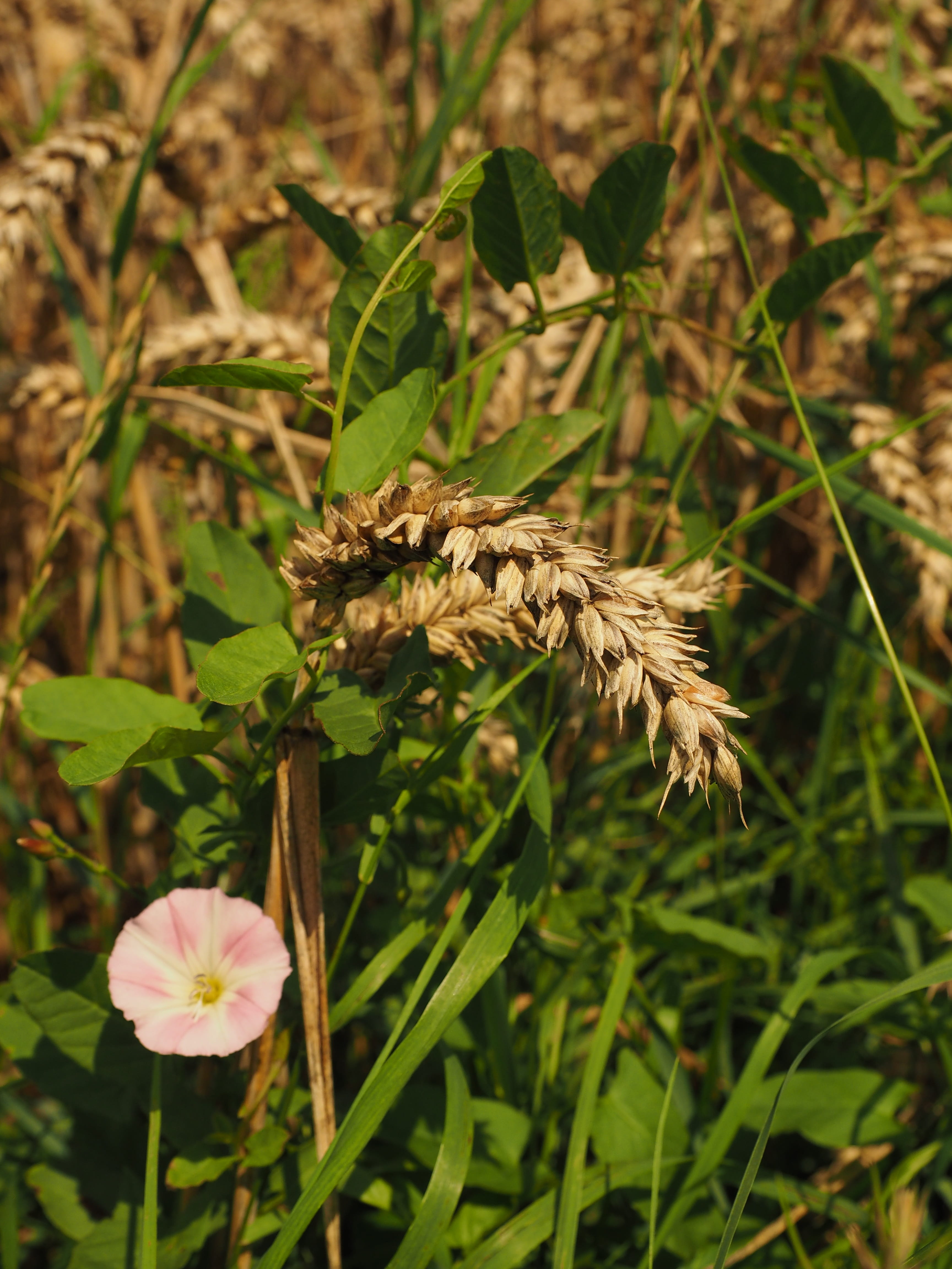 yellow, no people, animal themes, animal wildlife, wild growth, animals in the wild, weed, pollination, Grain, harvest, agriculture, convolvulaceae, vulnerability, Phone HD Wallpaper
