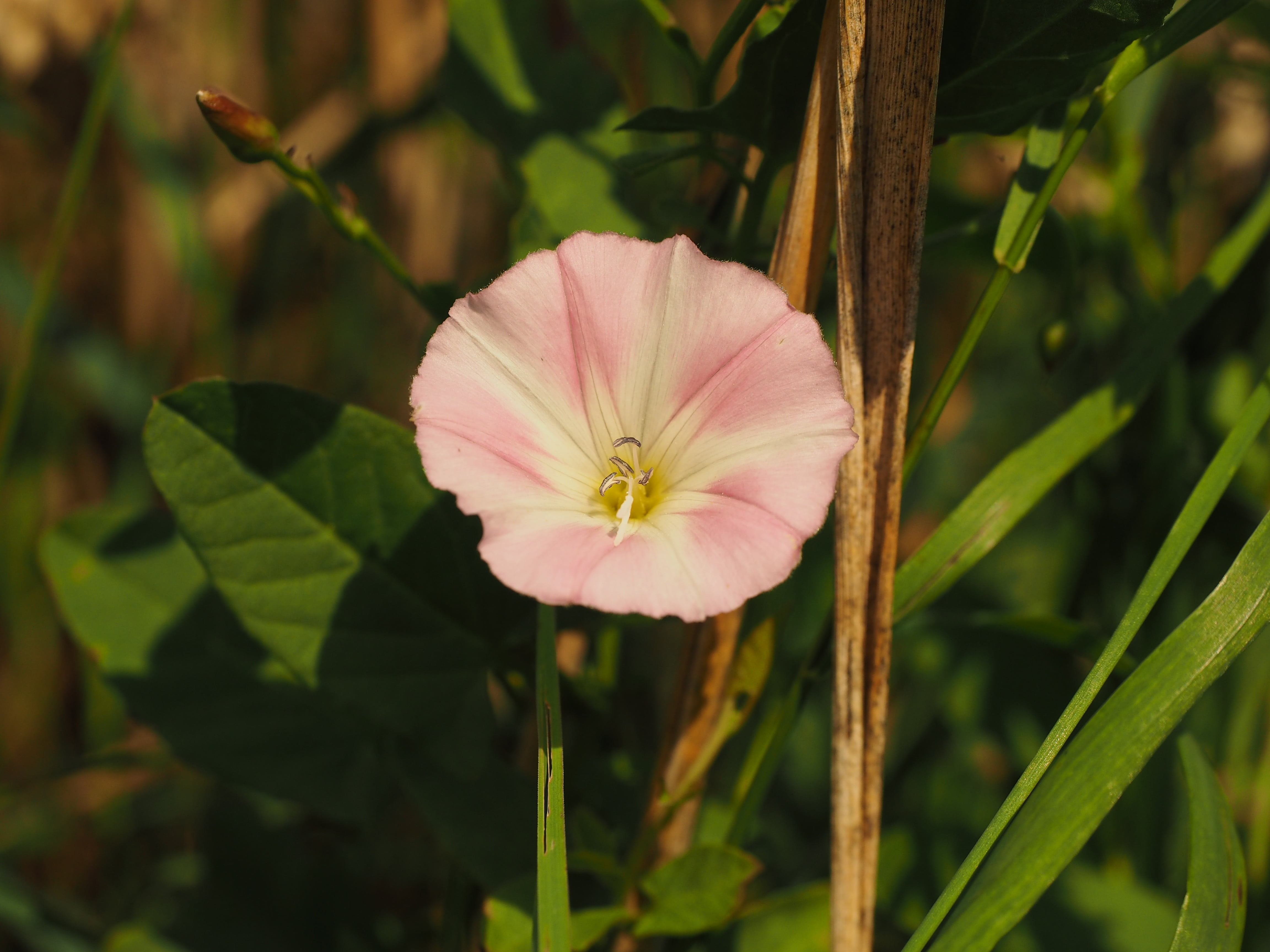 field winds, flower, wind greenhouse, pink color, petal, pollen, outdoors, day, bindweed, leaf, fragility, flowering plant, mother glass, convolvulus arvensis, HD Wallpaper