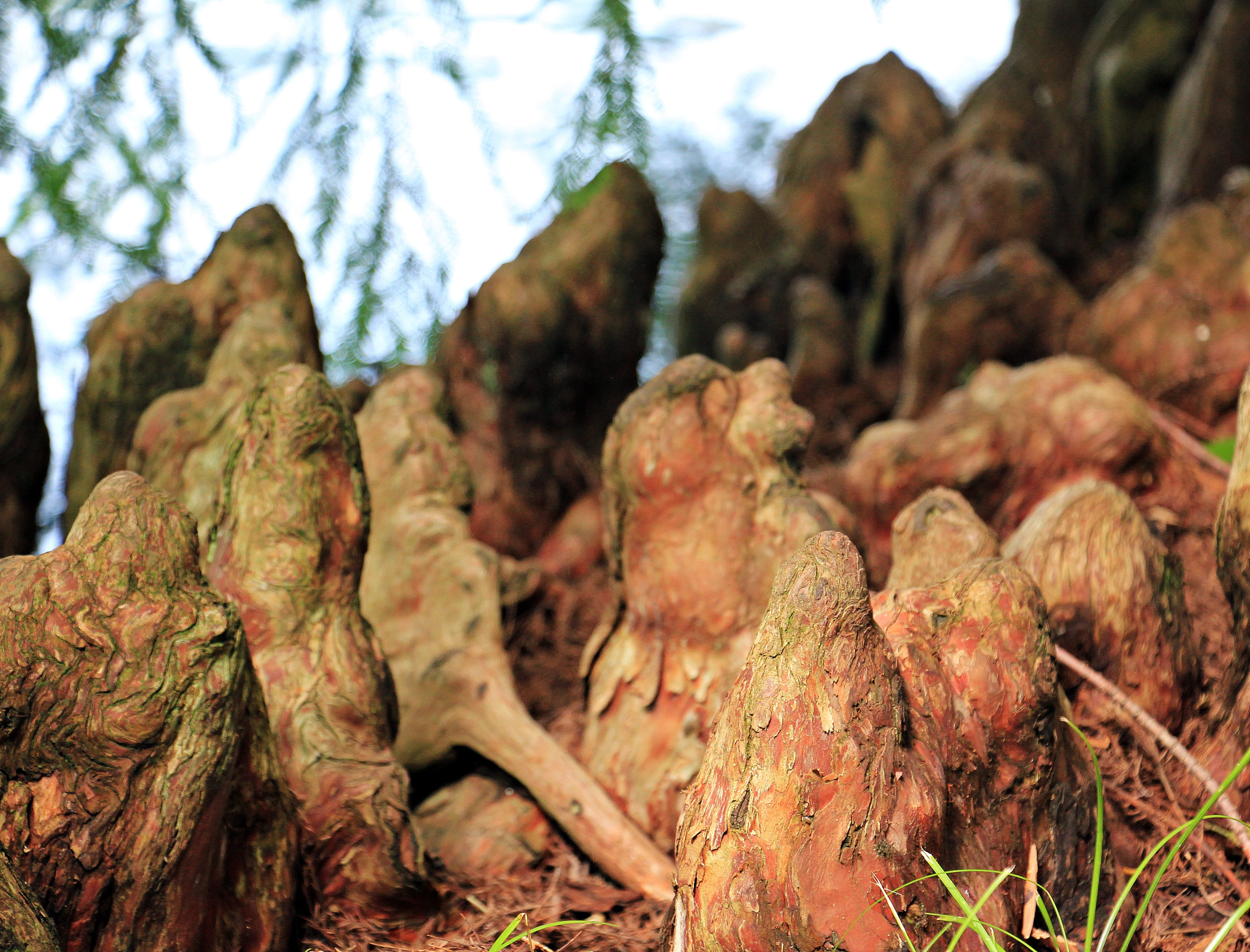 growth, land, 4K, vegetable, waters, roots, respiratory roots, wood, freshness, old tree, beauty in nature, Tree Roots, Pneumatophore, outdoors, root system, HD Wallpaper