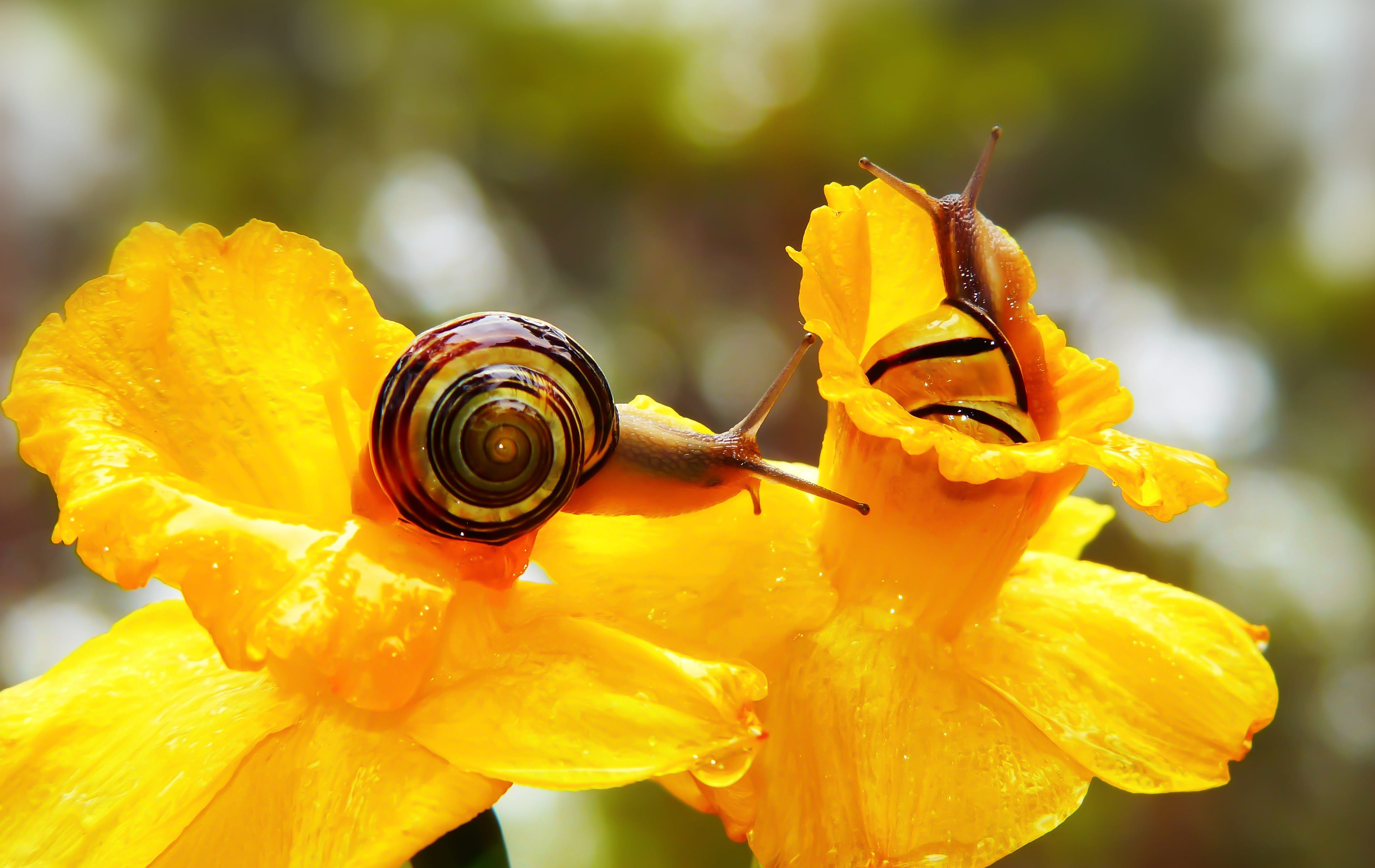 invertebrates, pollen, freshness, color, outdoors, flower head, rain, snail, alive, cup, animals, garden, nature, biology, animal, focus on foreground, HD Wallpaper