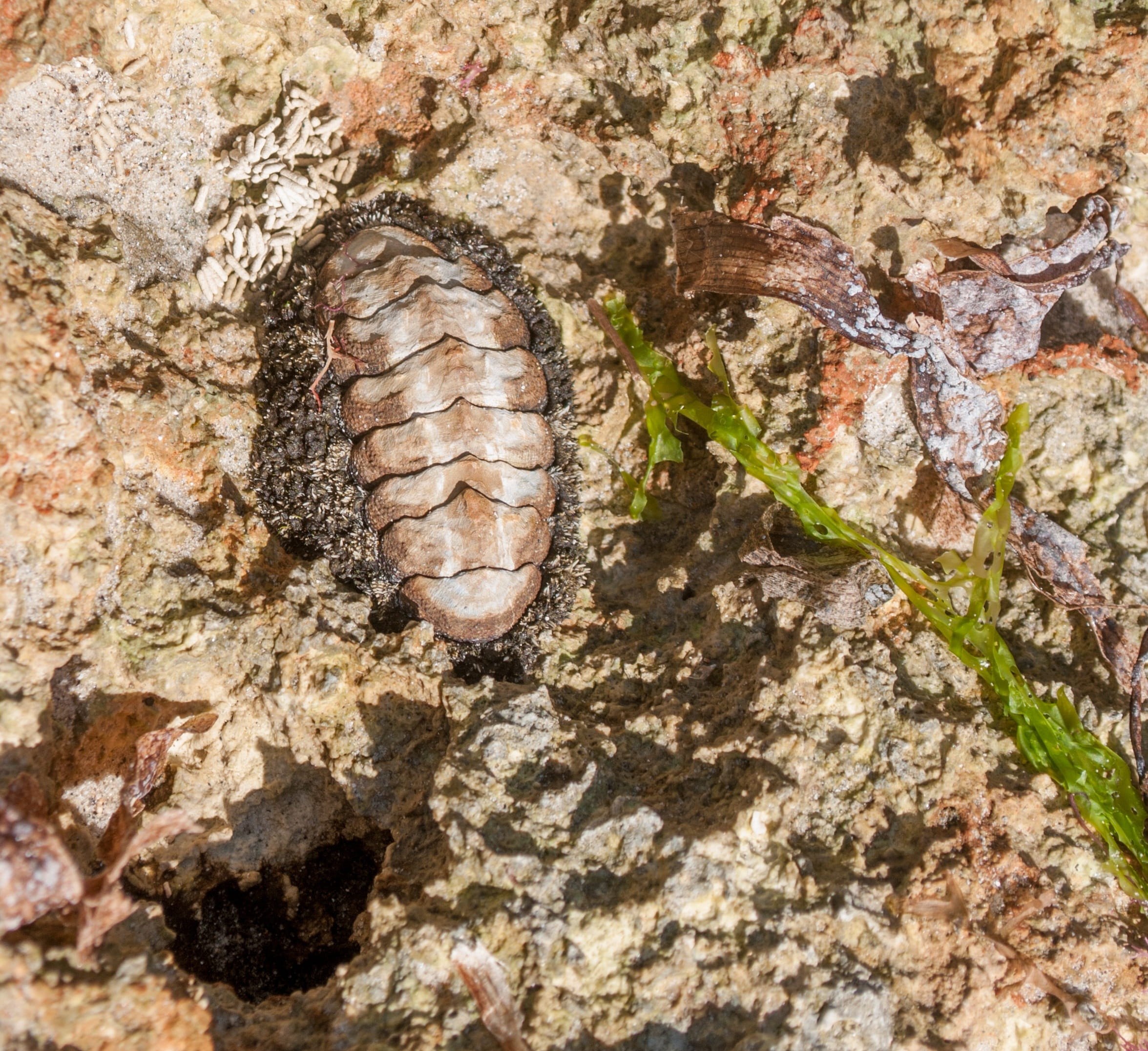 animal themes, trunk, wood - material, outdoors, Acanthopleura Granulata, animal wildlife, Nature, vertebrate, plant, tree trunk, west indian fuzzy chiton, HD Wallpaper
